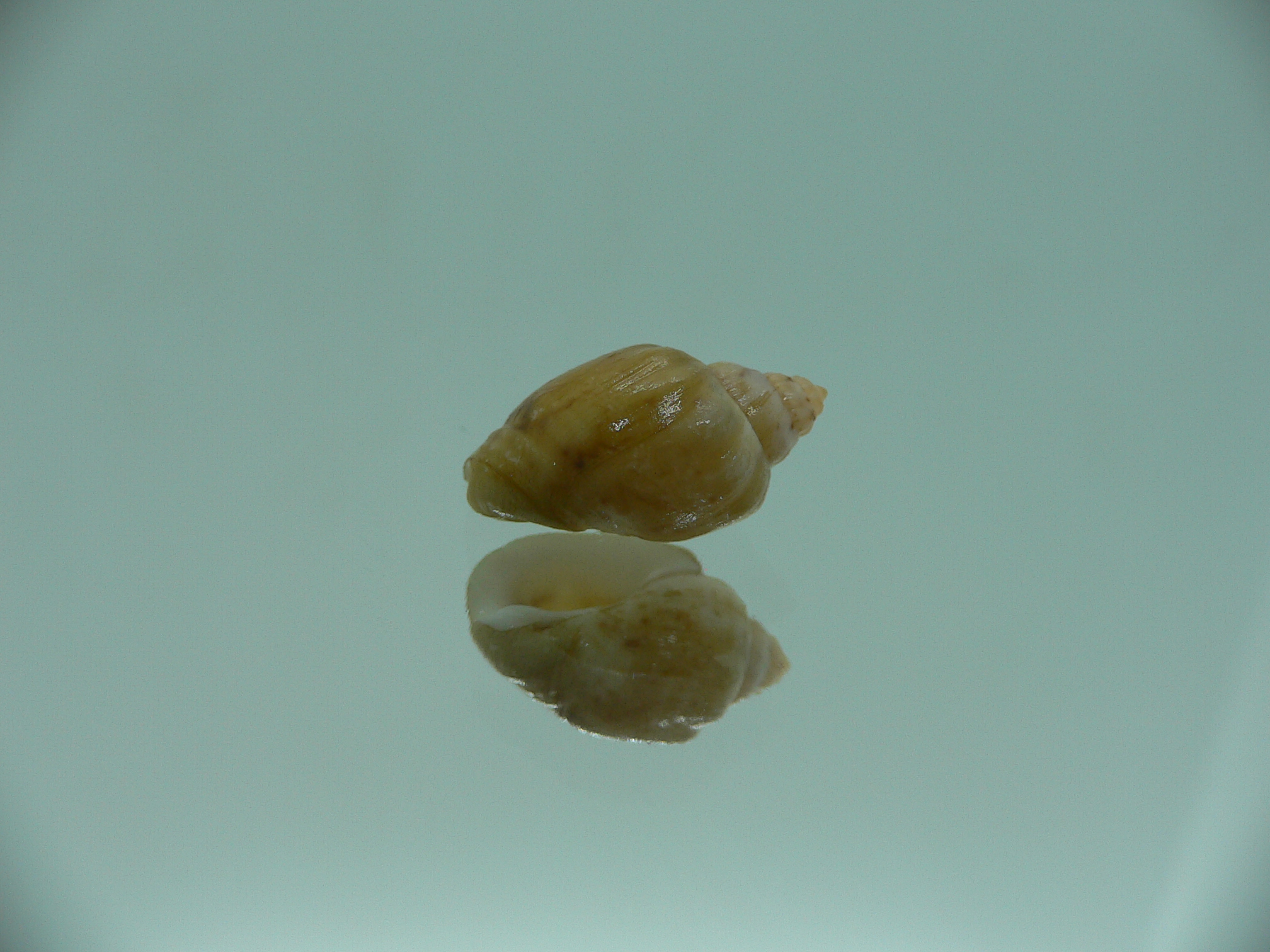 Nassodonta dorri (Oligohalinophila dorri) BIG & BICOLOR