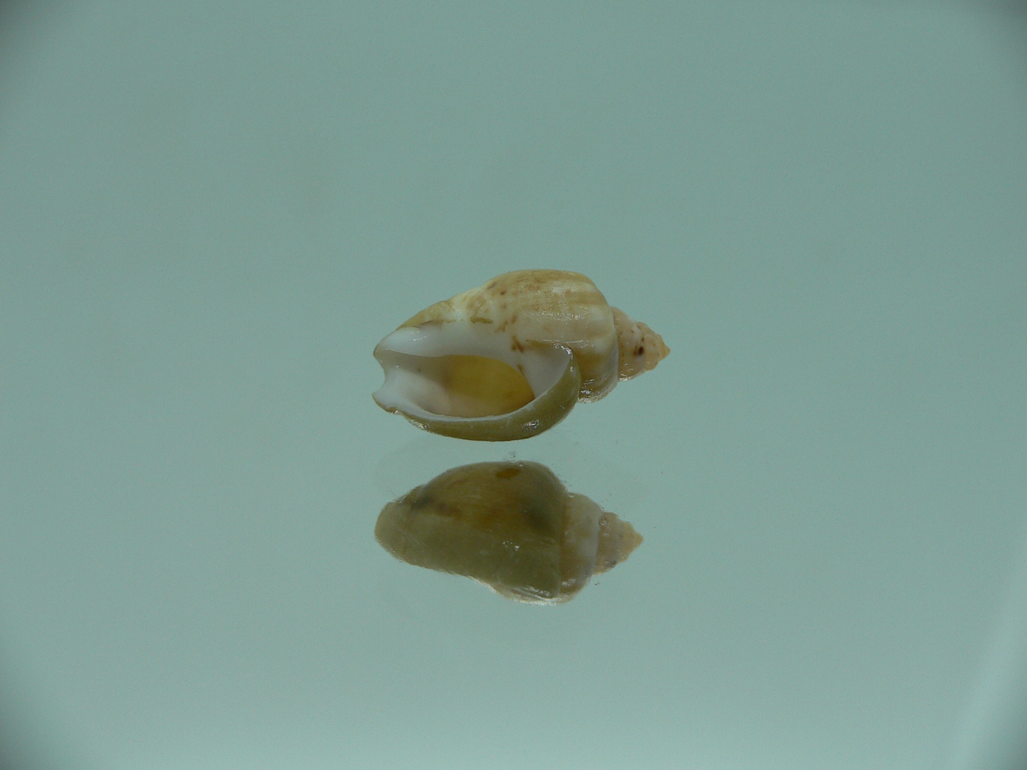 Nassodonta dorri (Oligohalinophila dorri) BIG & BICOLOR