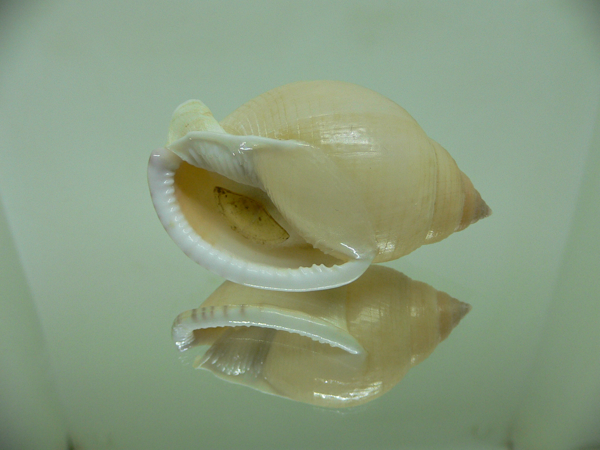 Semicassis bulla