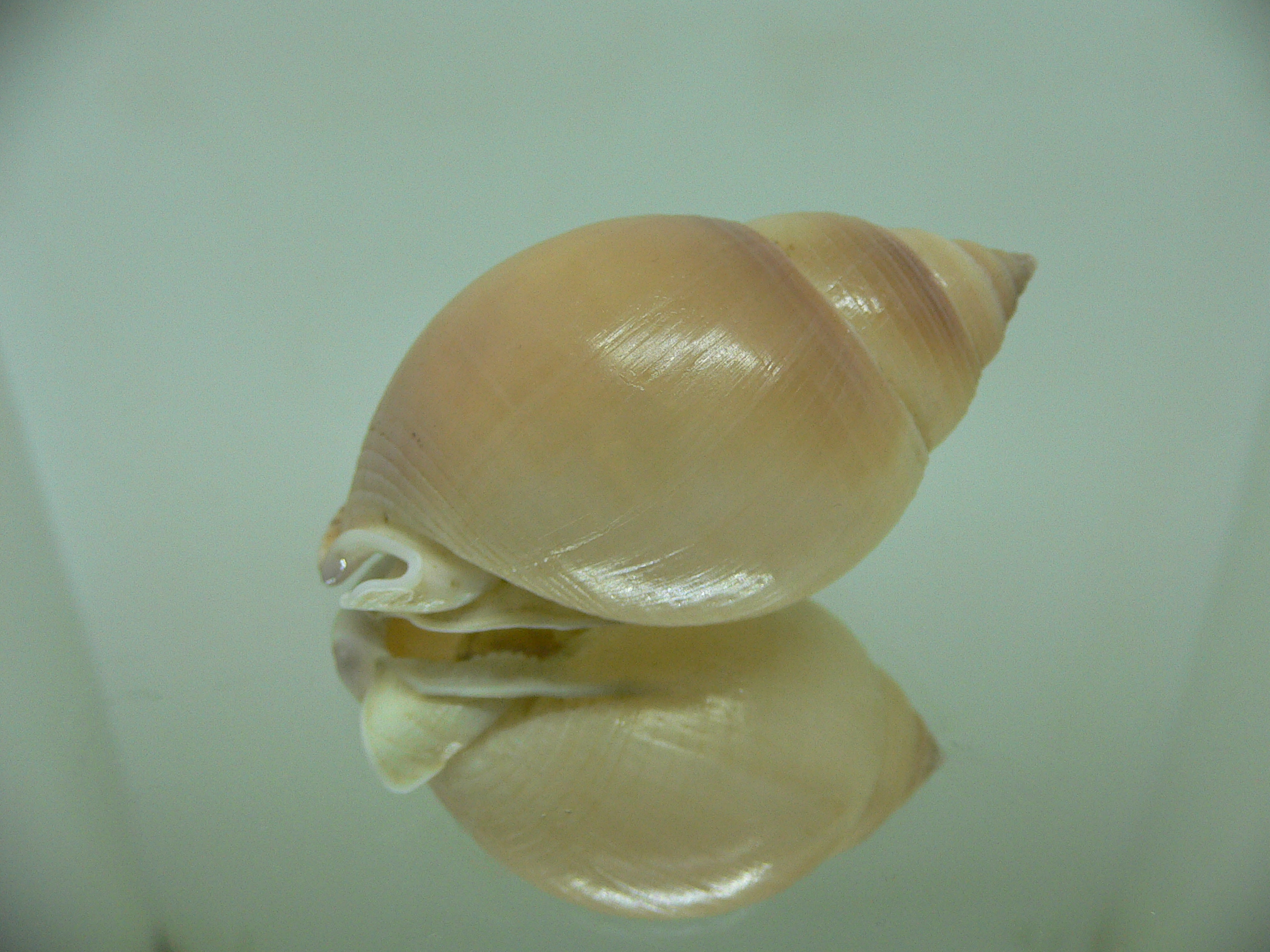 Semicassis bulla