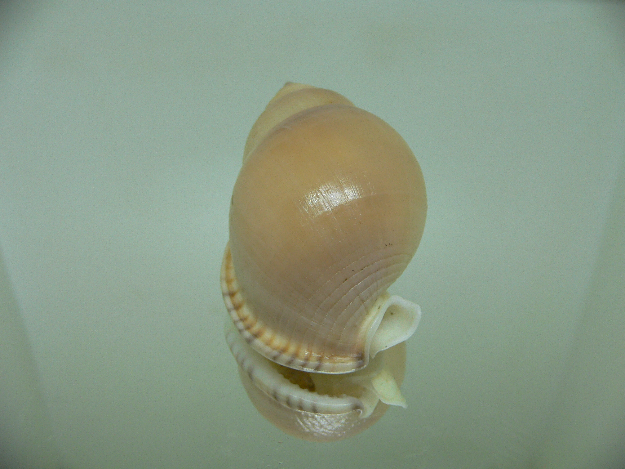 Semicassis bulla