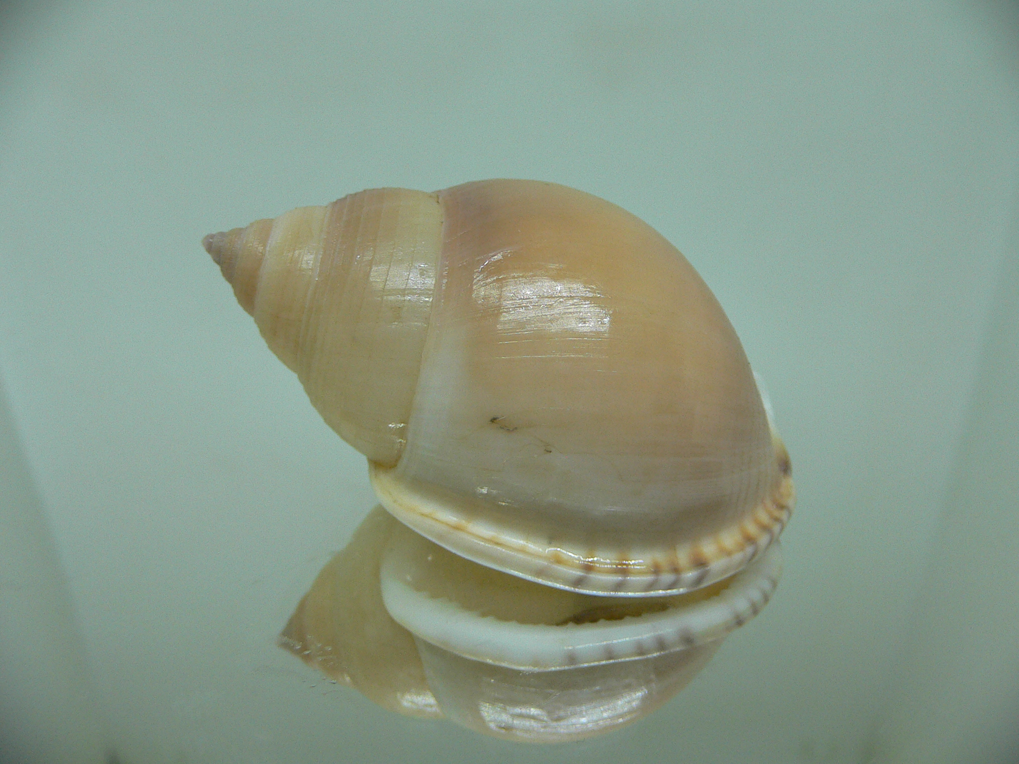 Semicassis bulla