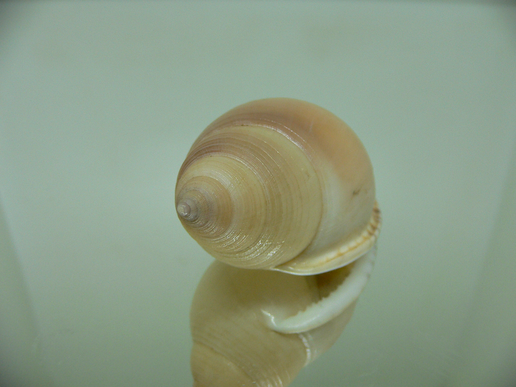 Semicassis bulla