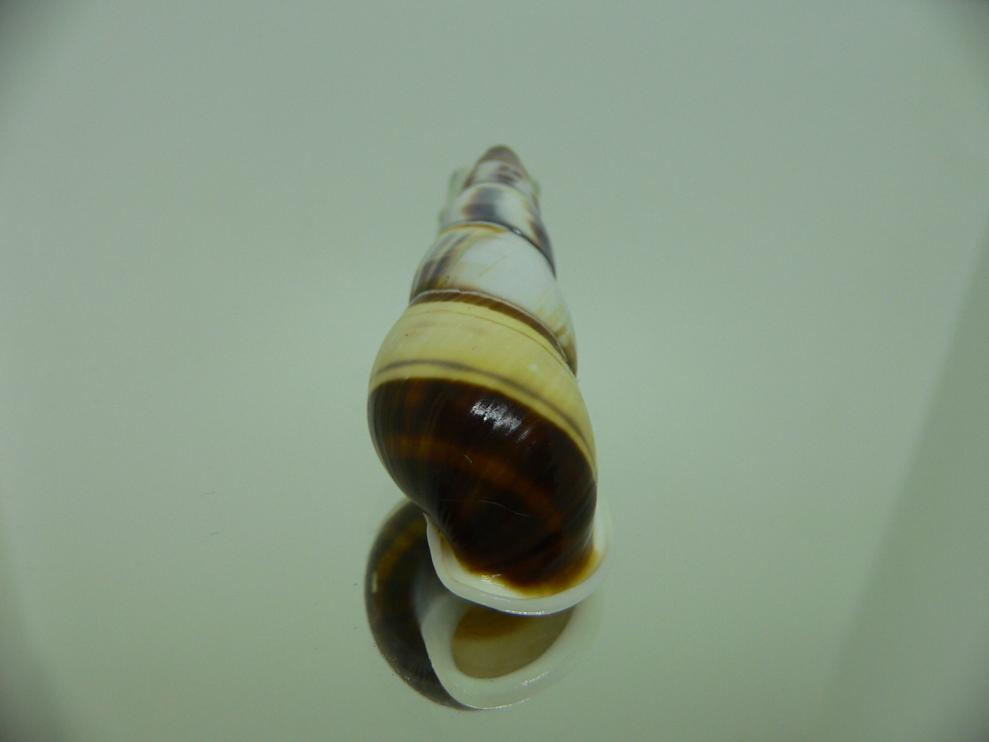 Amphidromus contrarius hanieli ELONGATE GIANT