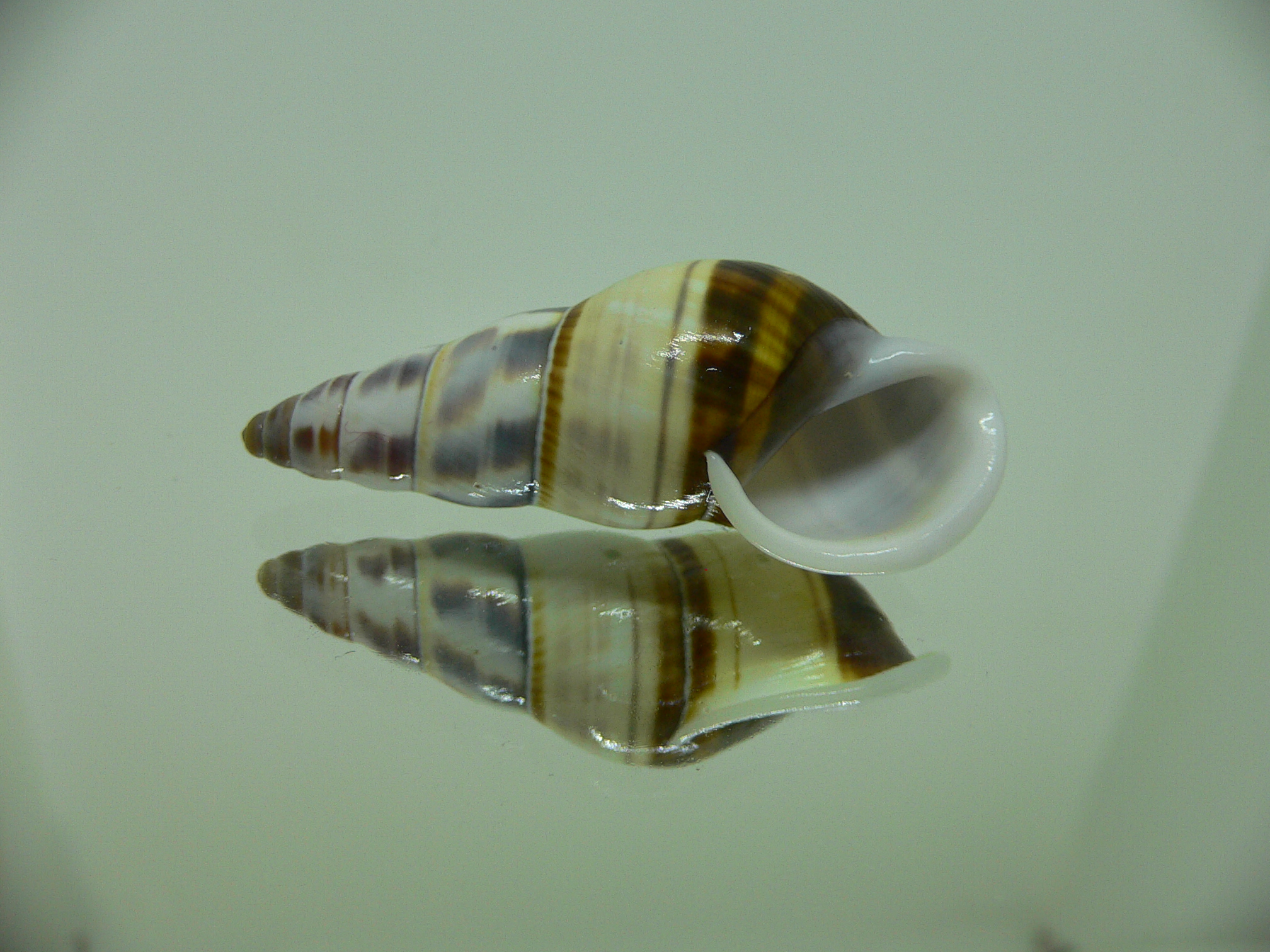Amphidromus contrarius hanieli ELONGATE GIANT