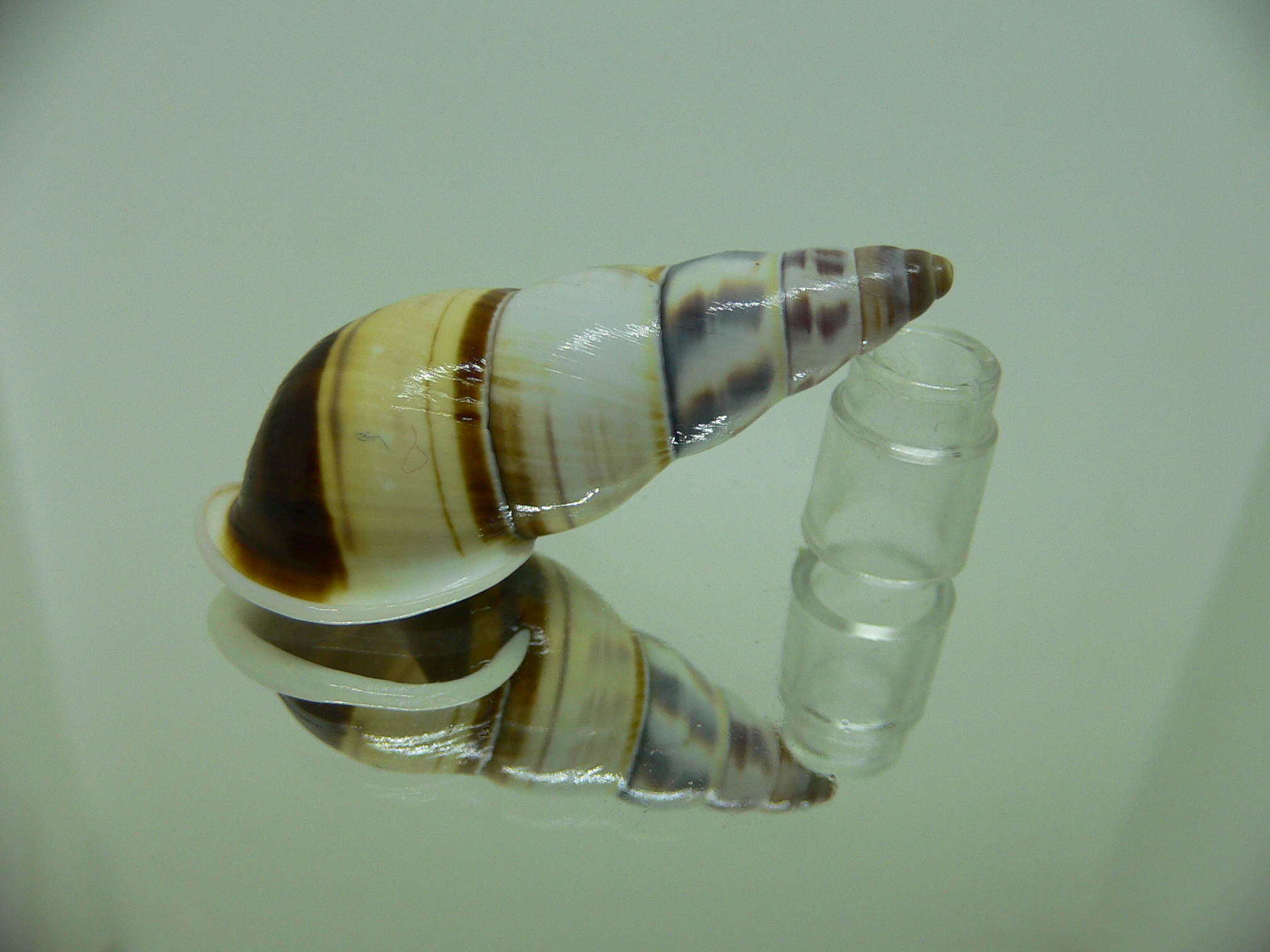 Amphidromus contrarius hanieli ELONGATE GIANT
