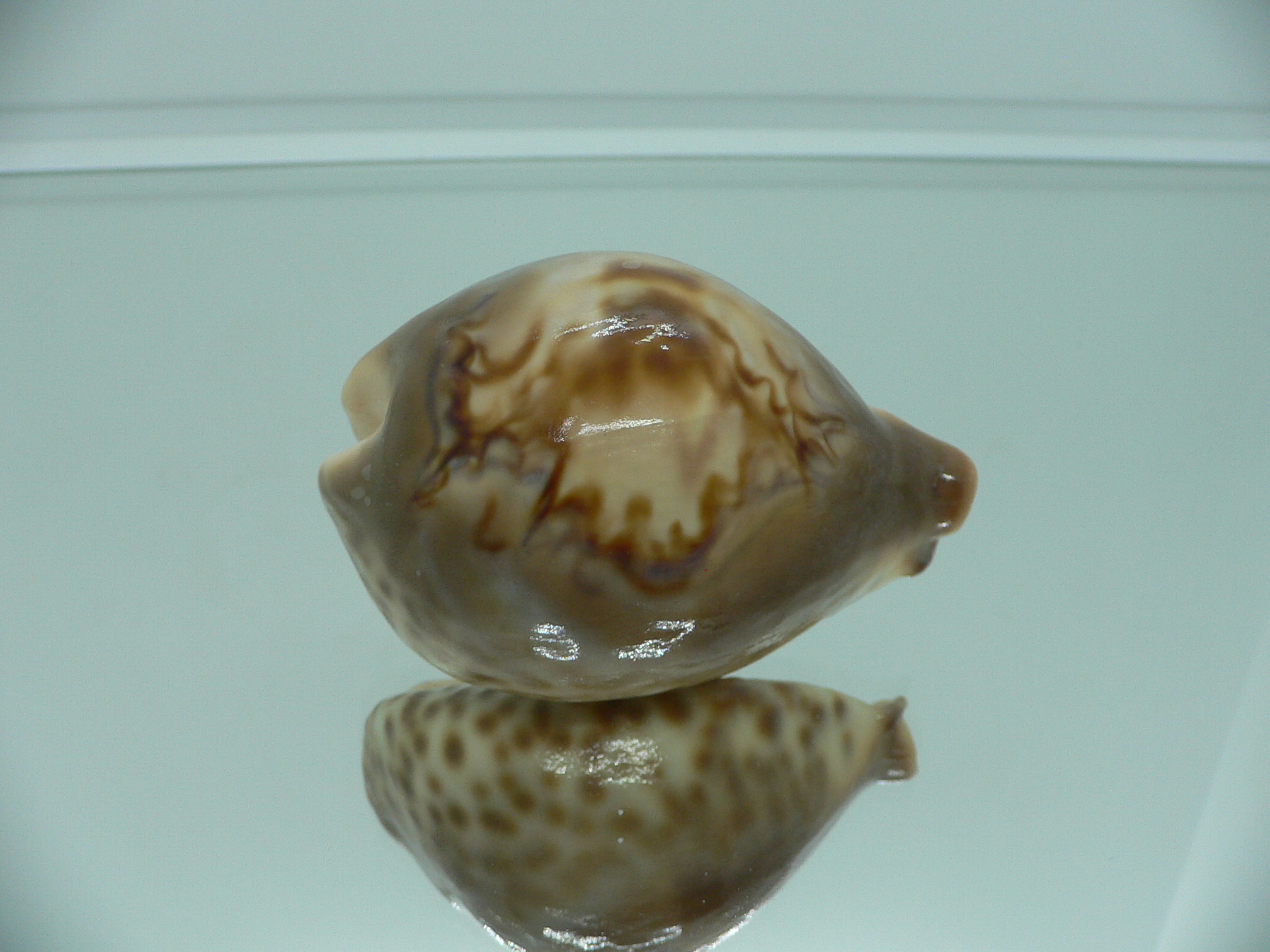Barycypraea fultoni amorimi massieri