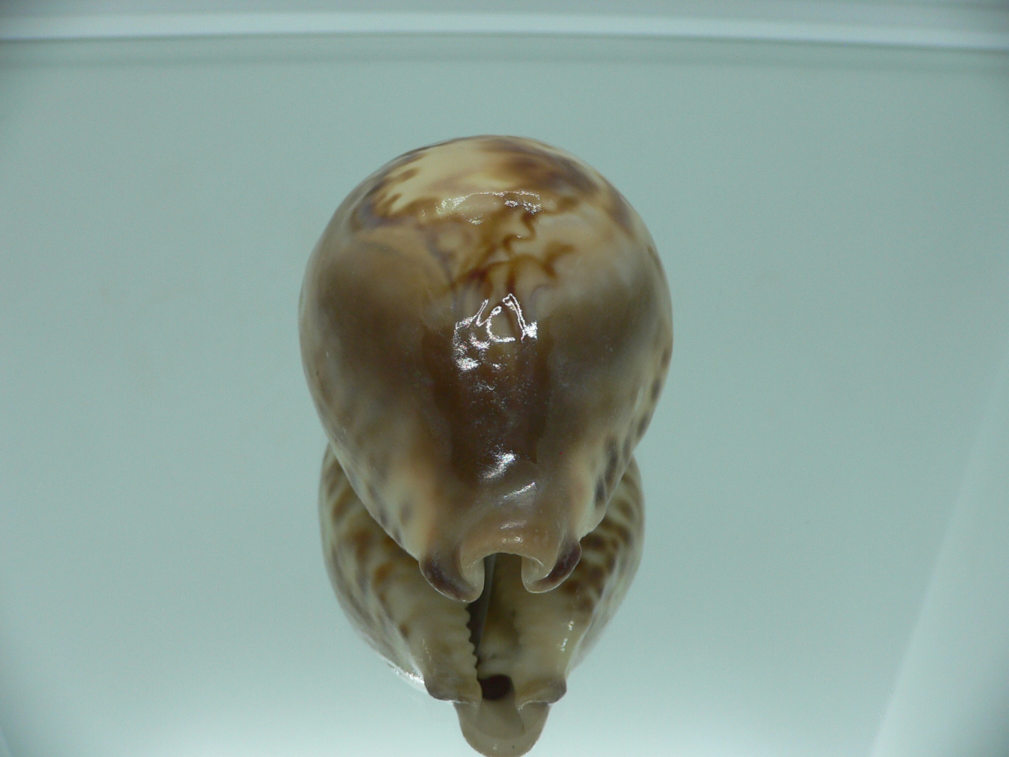 Barycypraea fultoni amorimi massieri