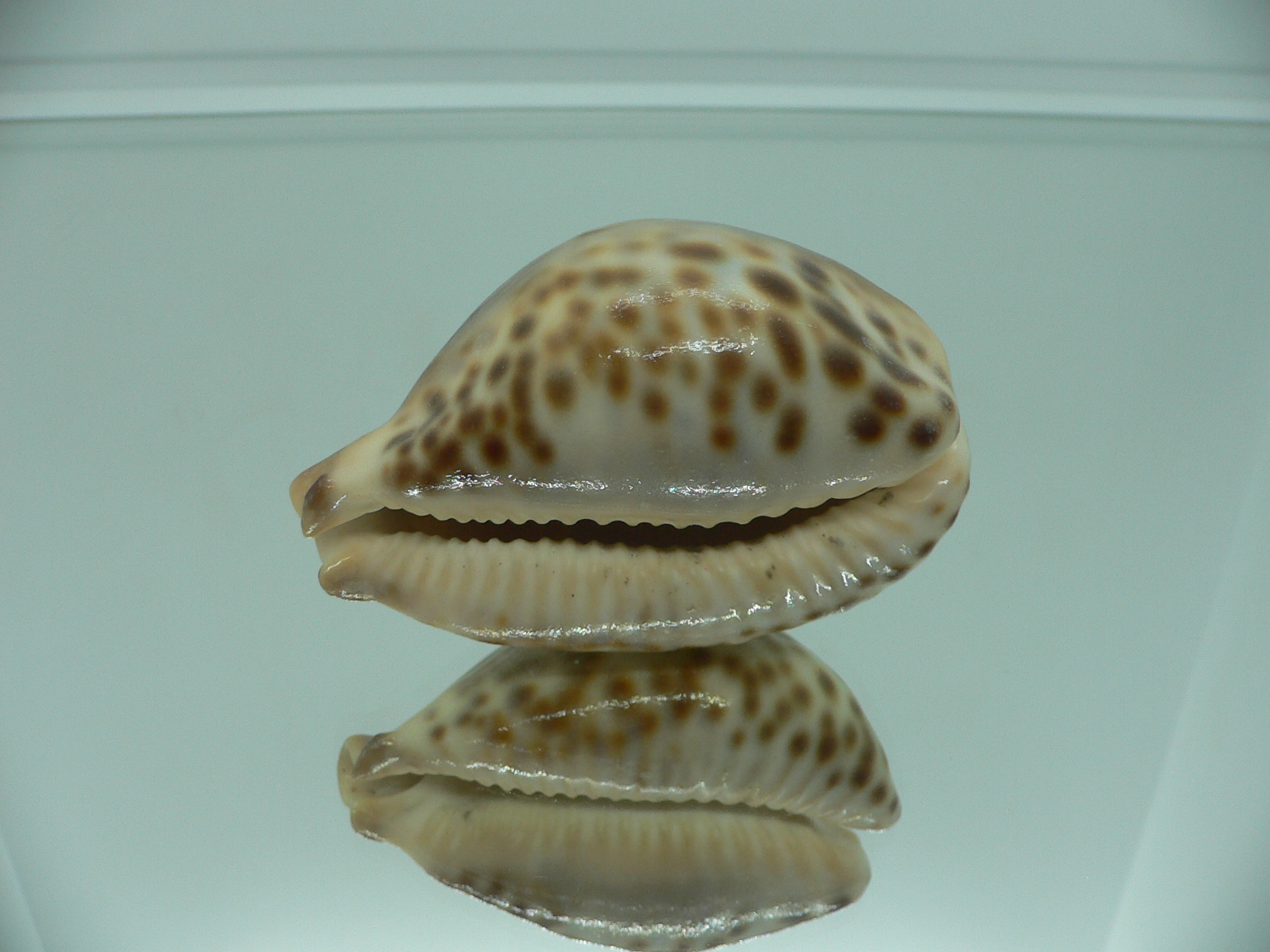 Barycypraea fultoni amorimi massieri