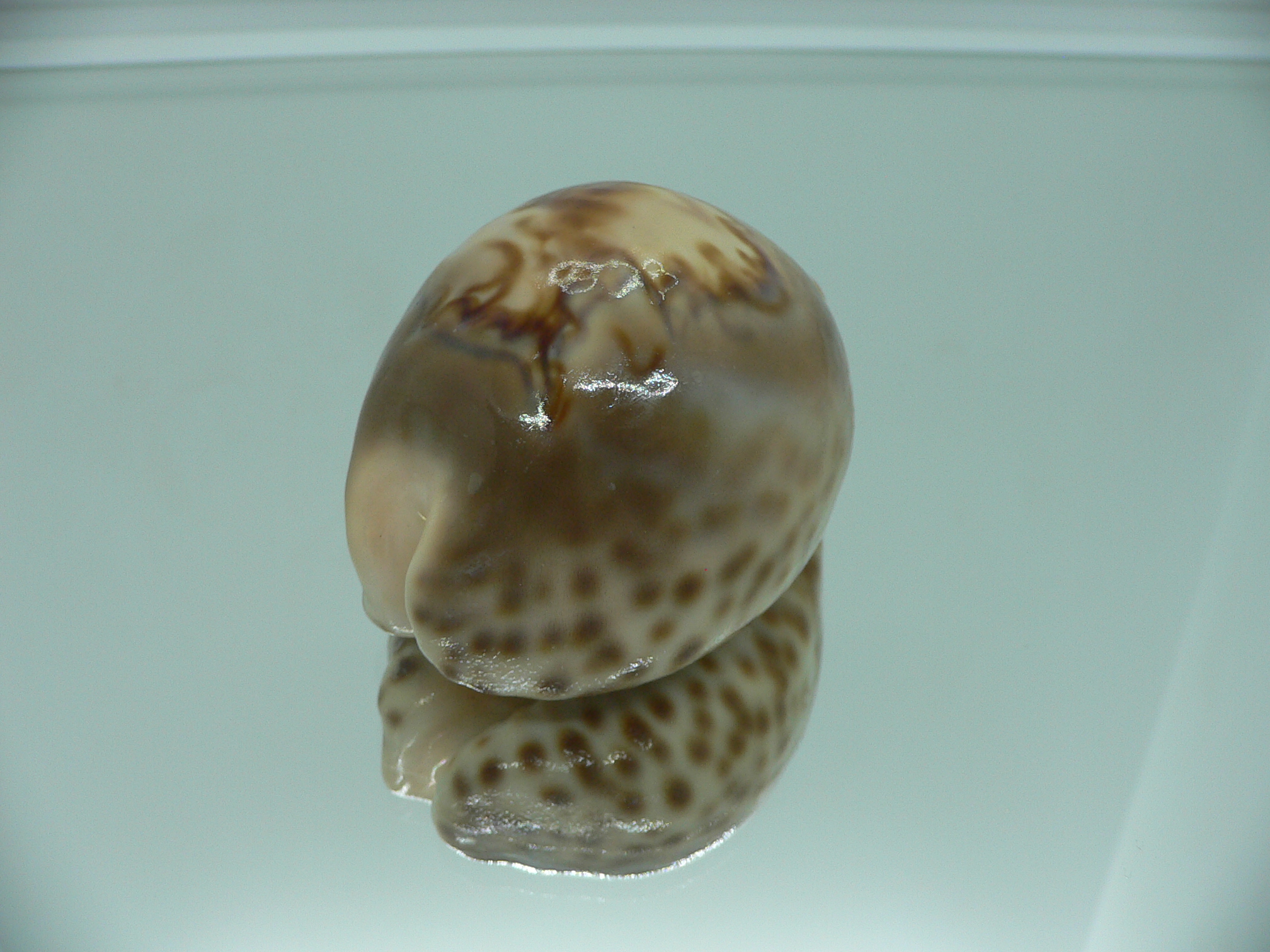 Barycypraea fultoni amorimi massieri