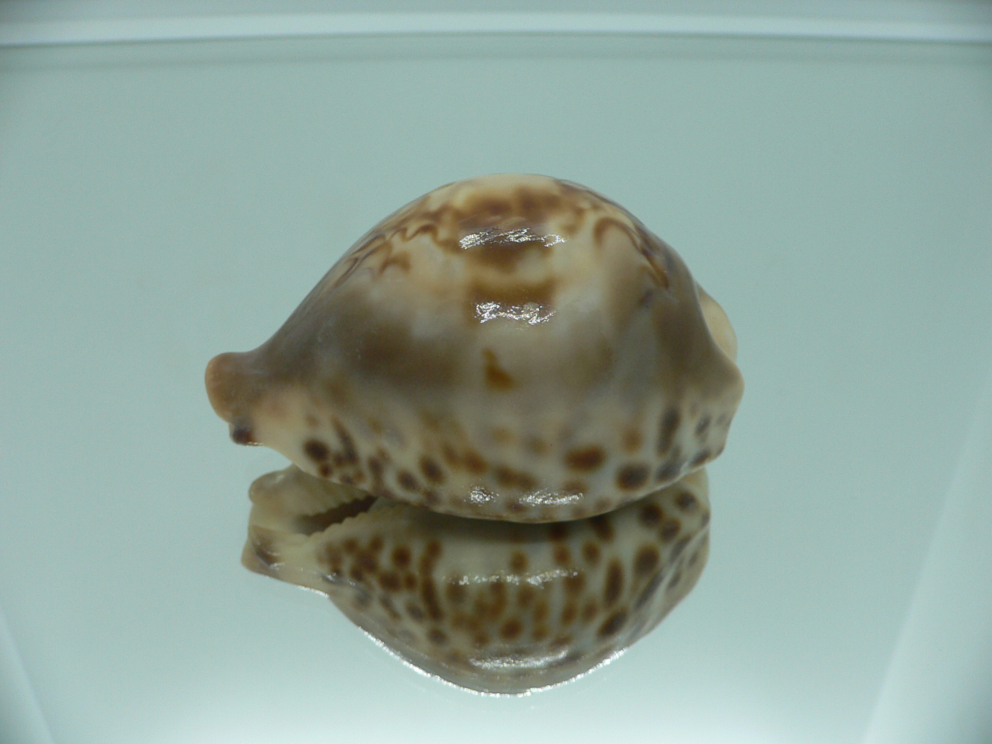 Barycypraea fultoni amorimi massieri