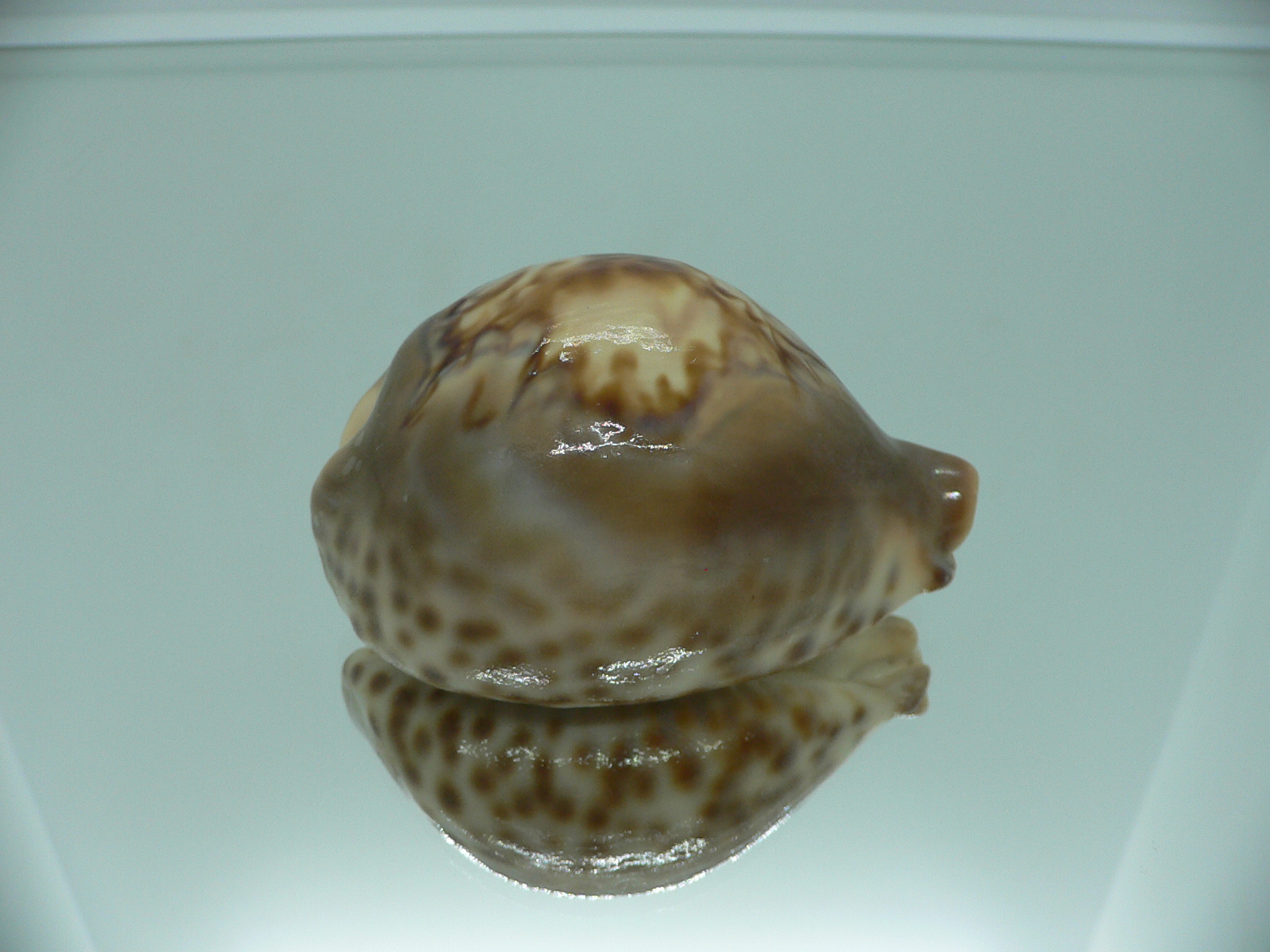 Barycypraea fultoni amorimi massieri