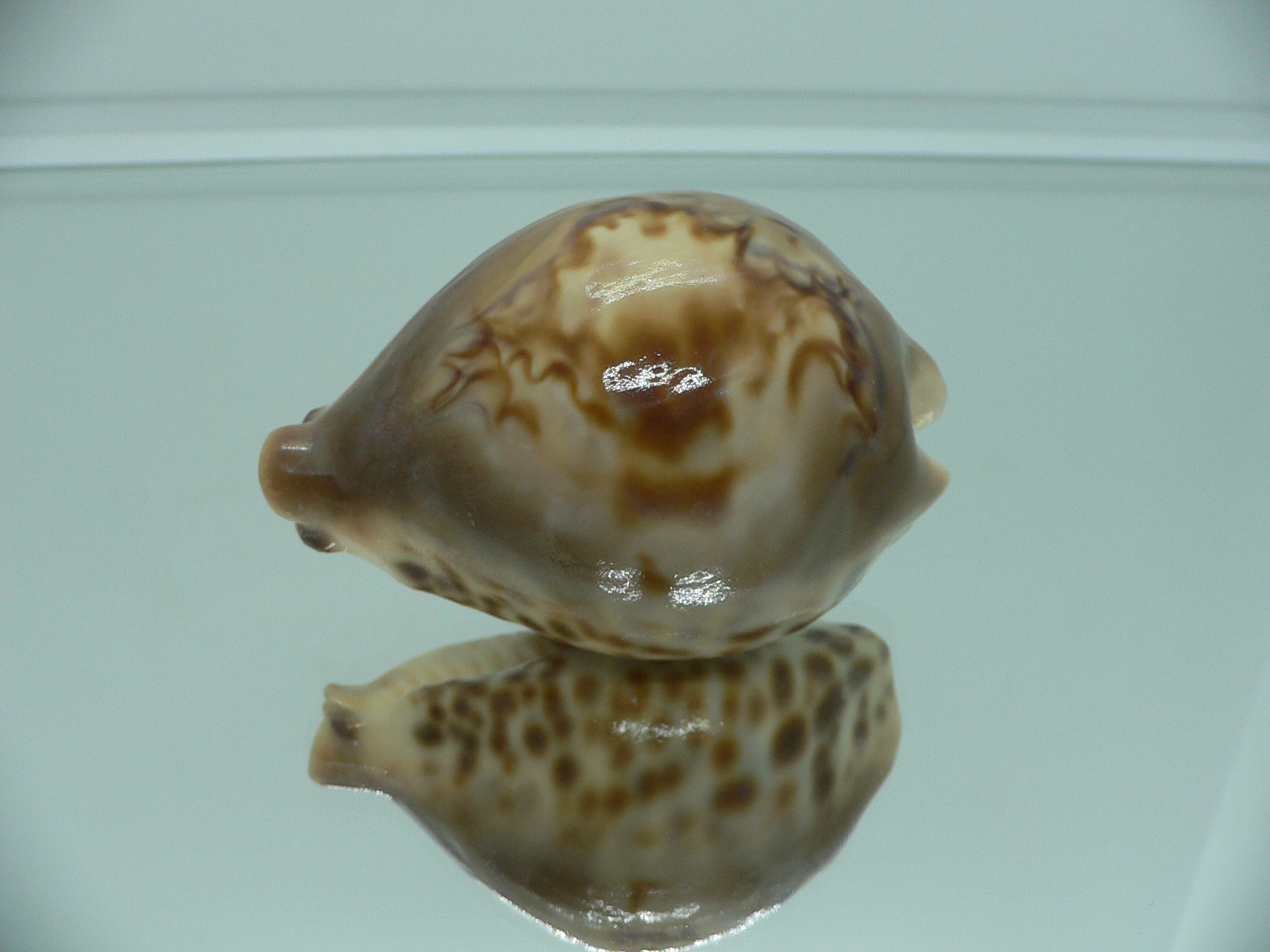 Barycypraea fultoni amorimi massieri