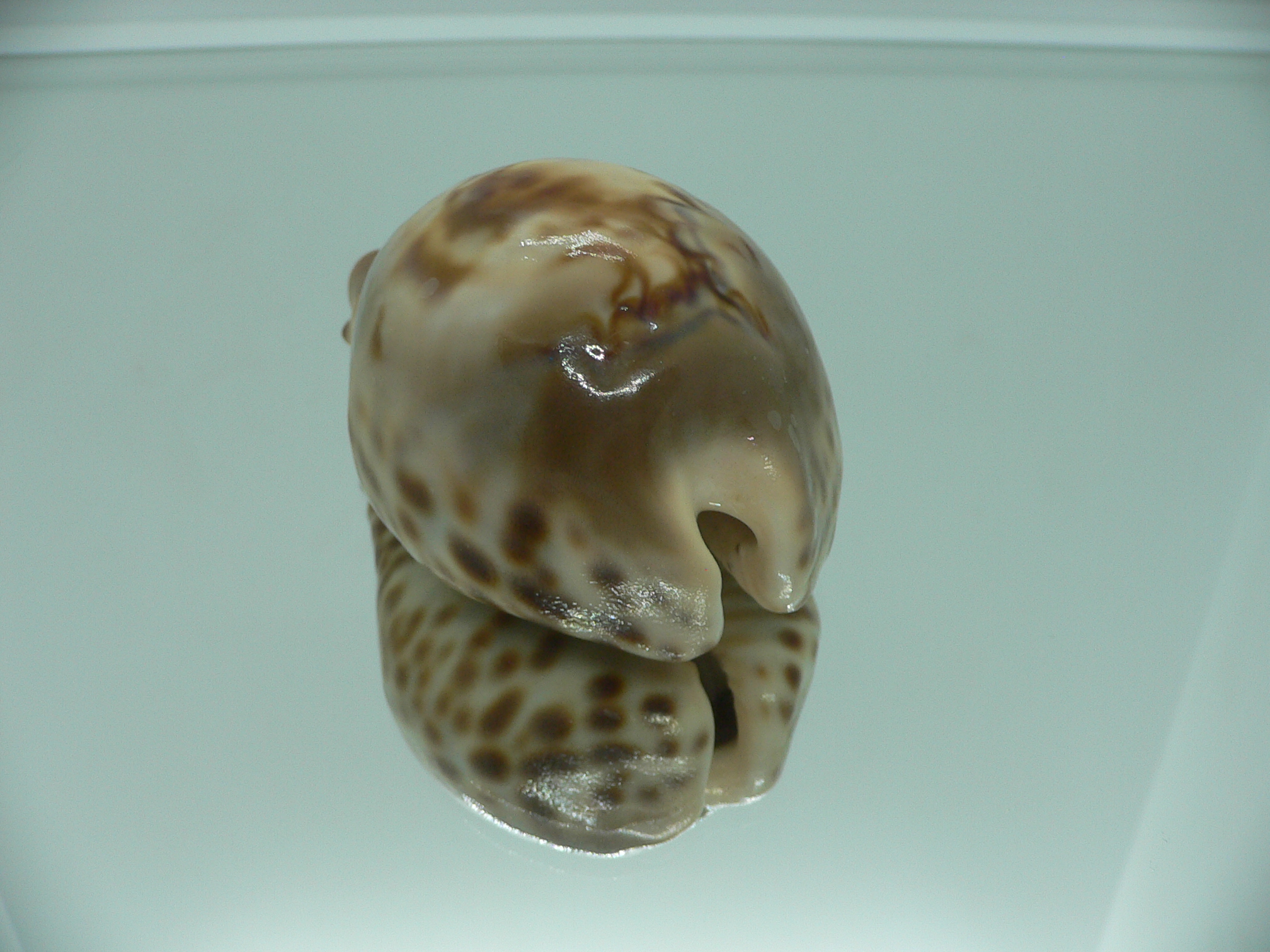 Barycypraea fultoni amorimi massieri