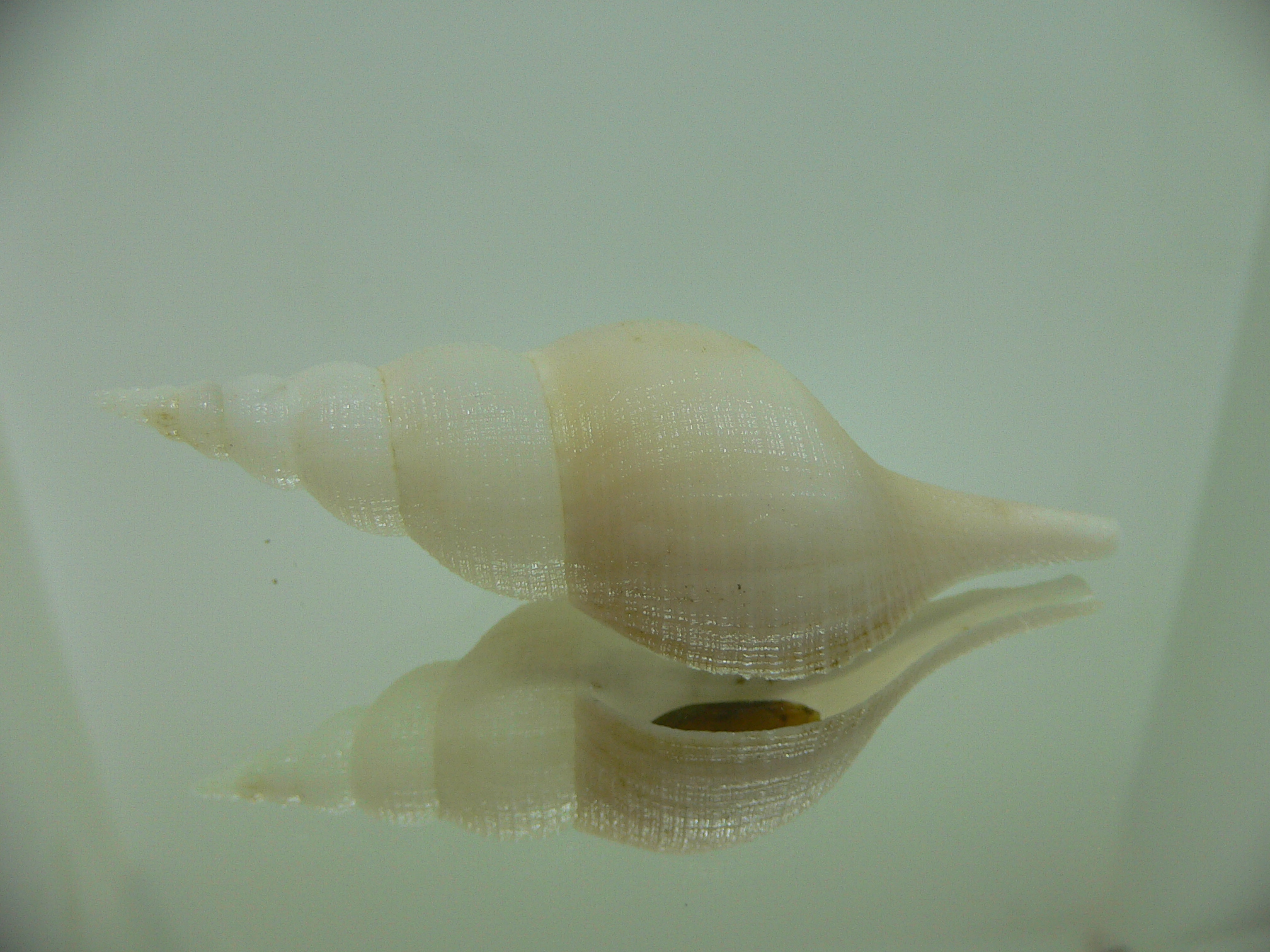 Chryseofusus hyphalus COLOR