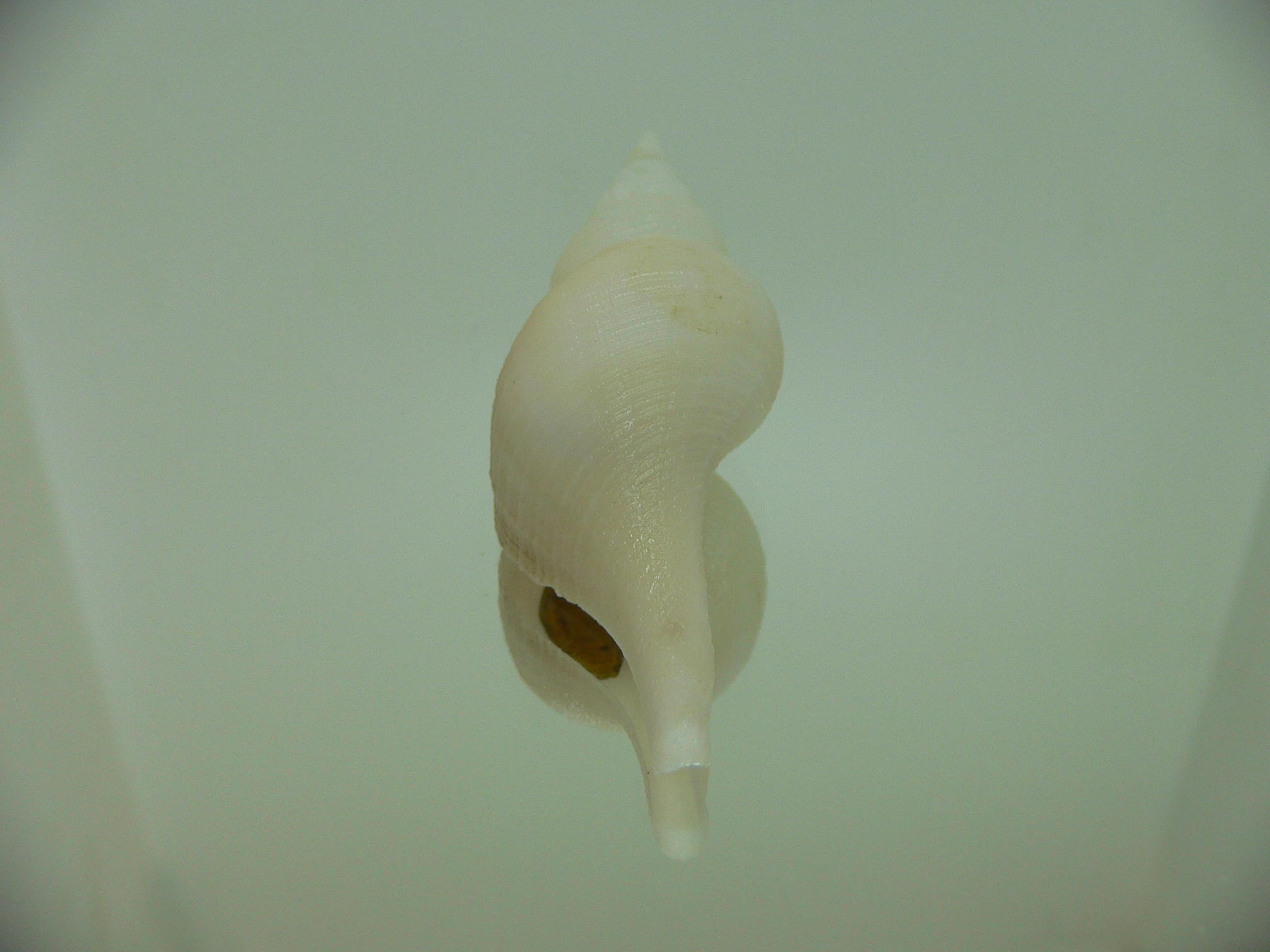 Chryseofusus hyphalus COLOR