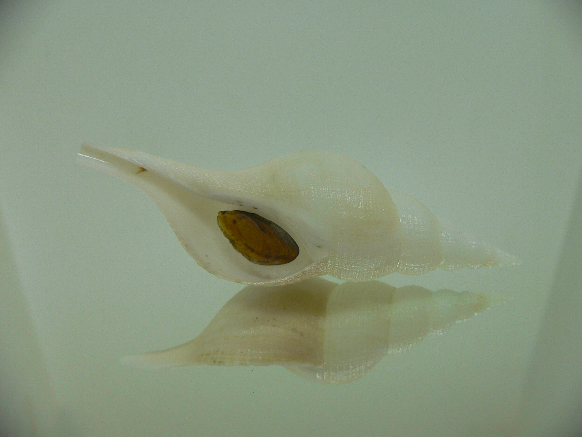 Chryseofusus hyphalus COLOR