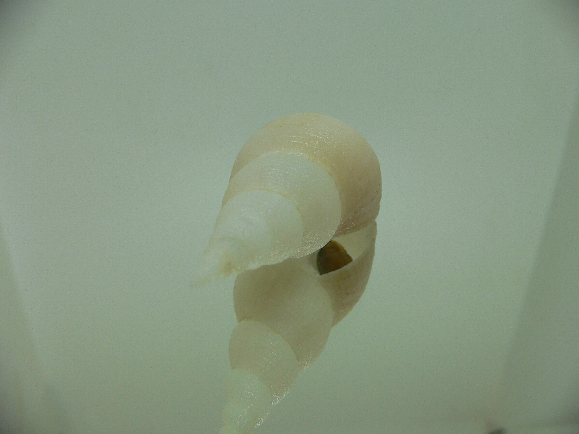 Chryseofusus hyphalus COLOR