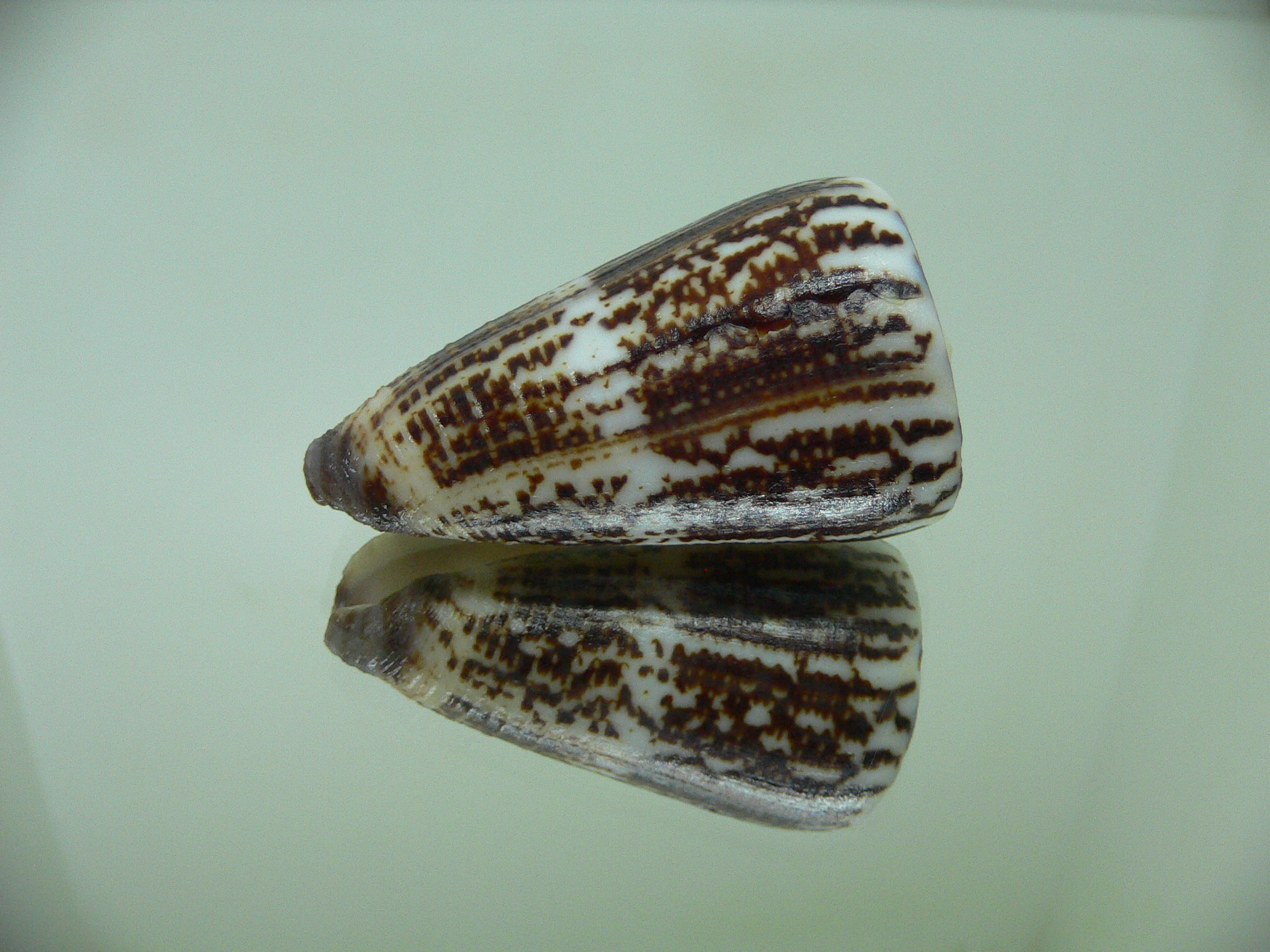 Conus planorbis BLACK