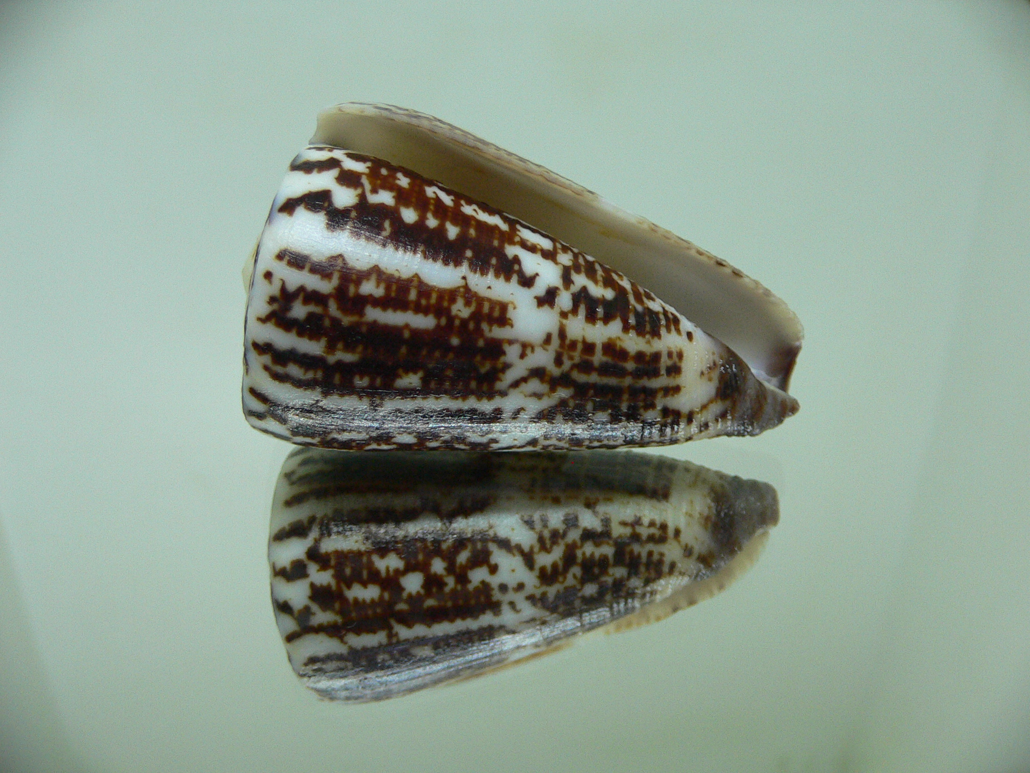 Conus planorbis BLACK