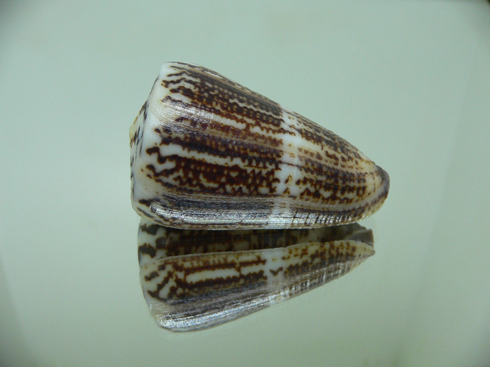 Conus planorbis BLACK