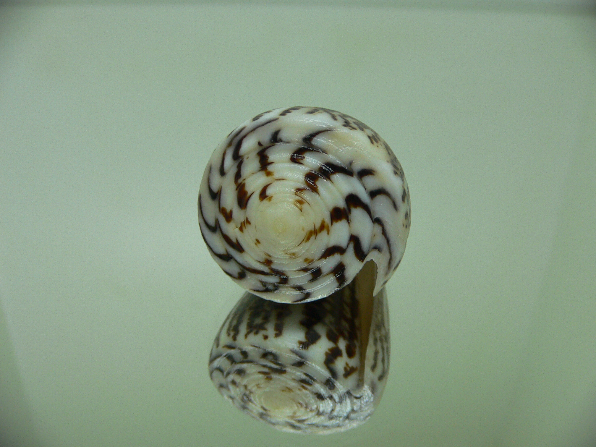 Conus planorbis BLACK