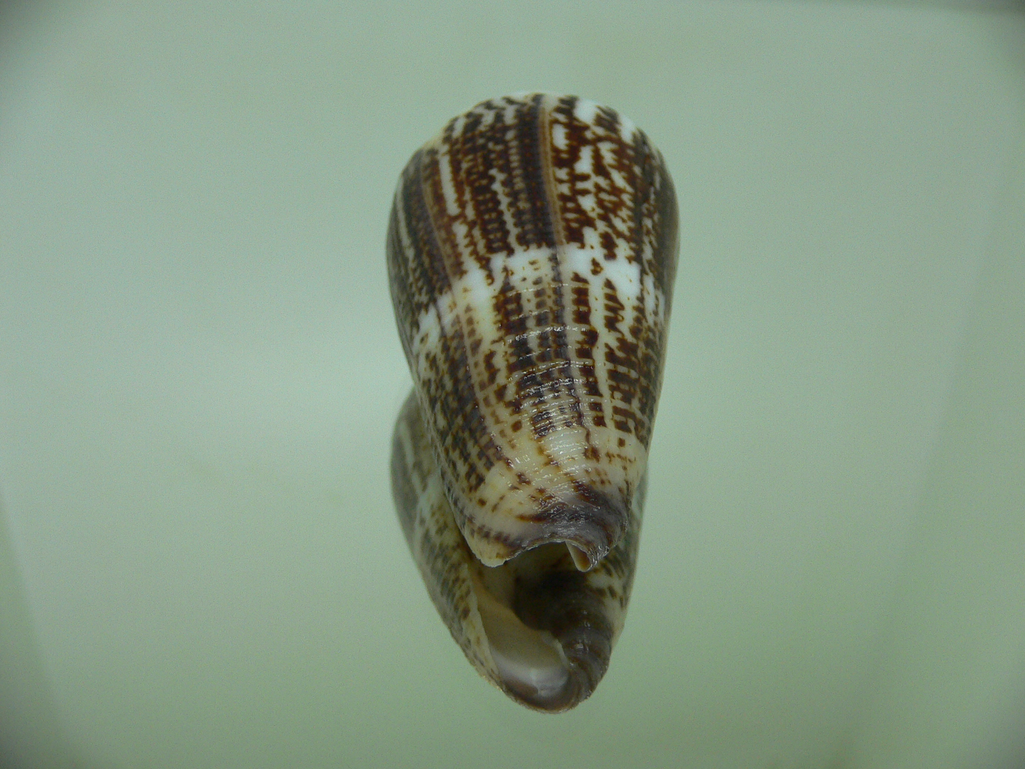 Conus planorbis BLACK