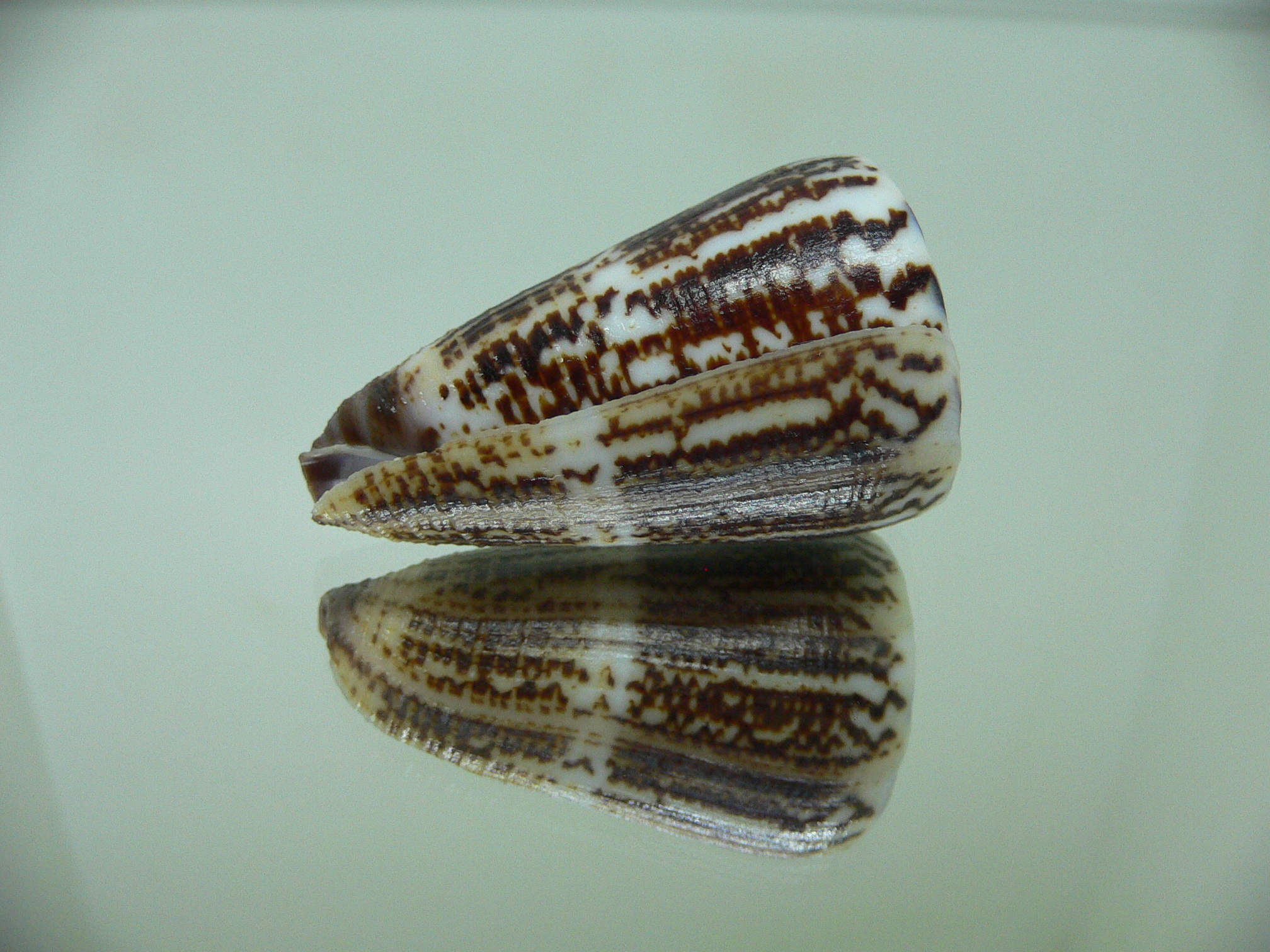 Conus planorbis BLACK