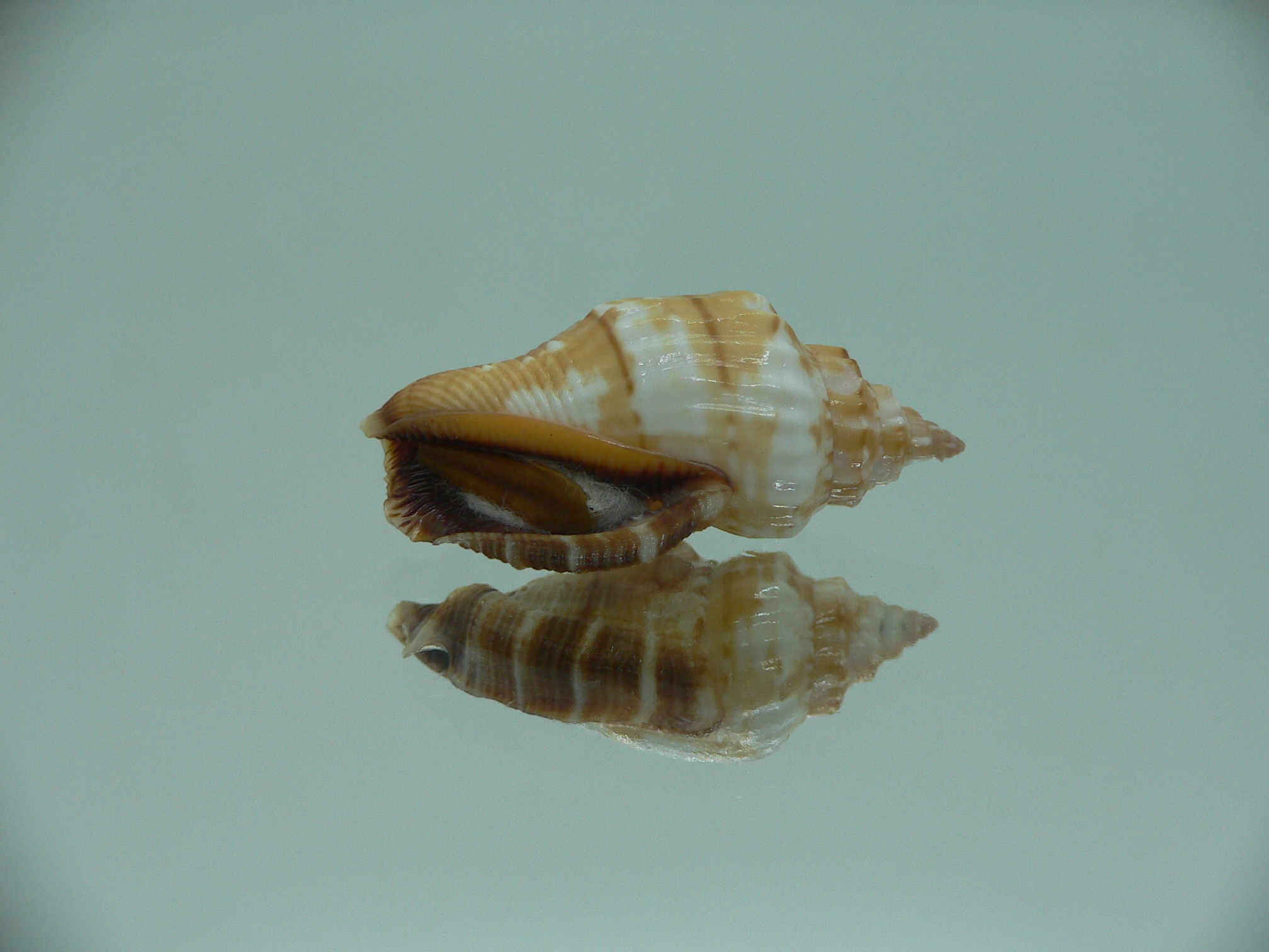 Canarium labiatum SUPER COLOR & THICK LIP