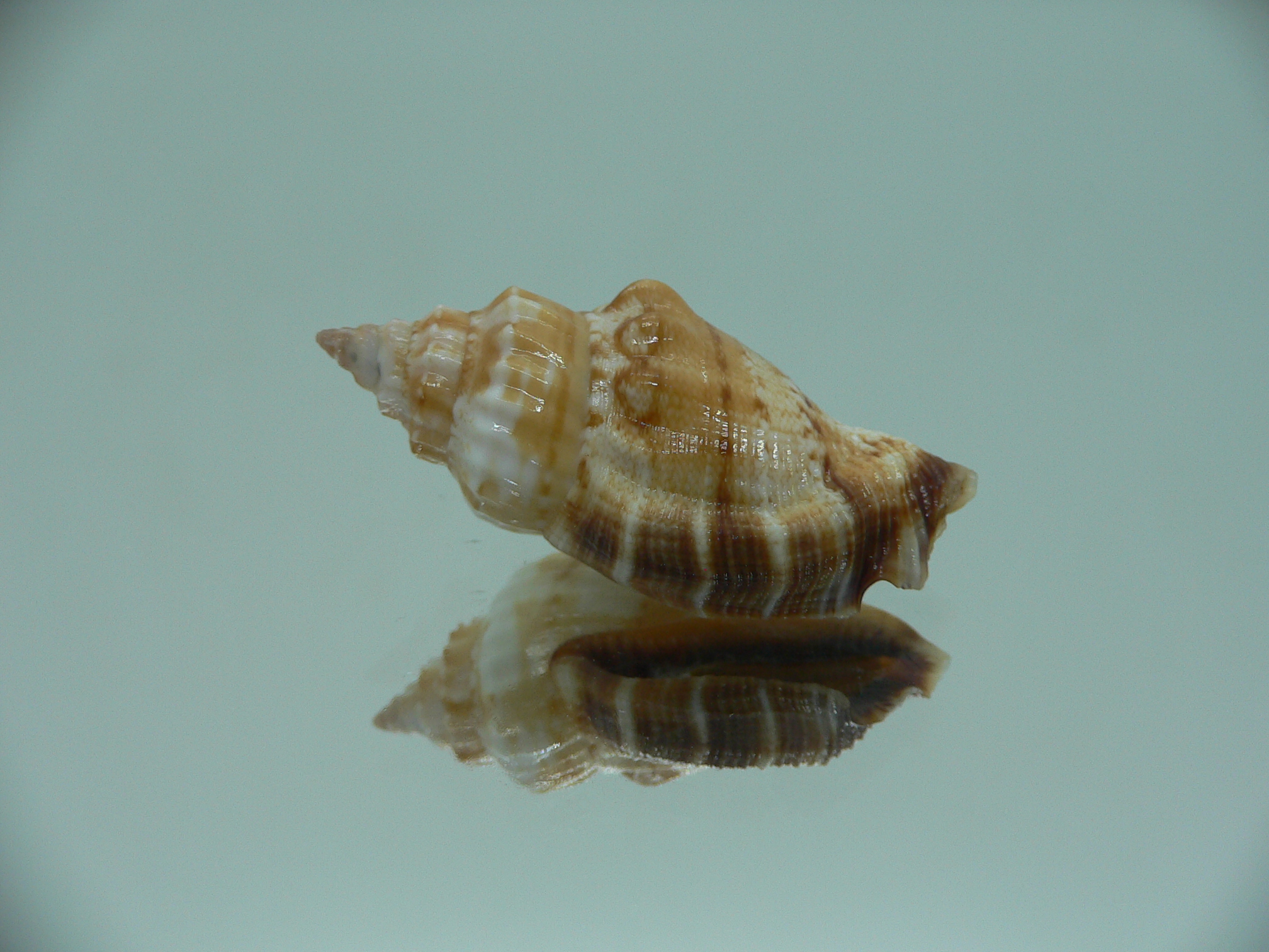 Canarium labiatum SUPER COLOR & THICK LIP