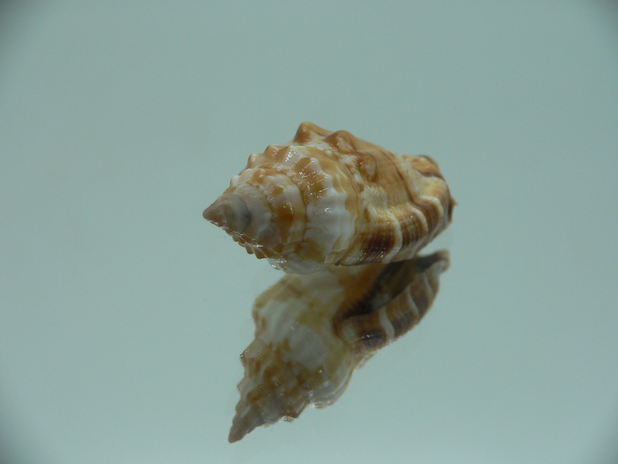 Canarium labiatum SUPER COLOR & THICK LIP