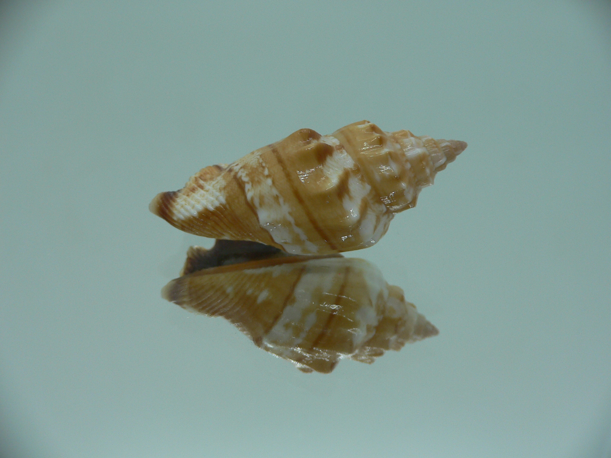 Canarium labiatum SUPER COLOR & THICK LIP