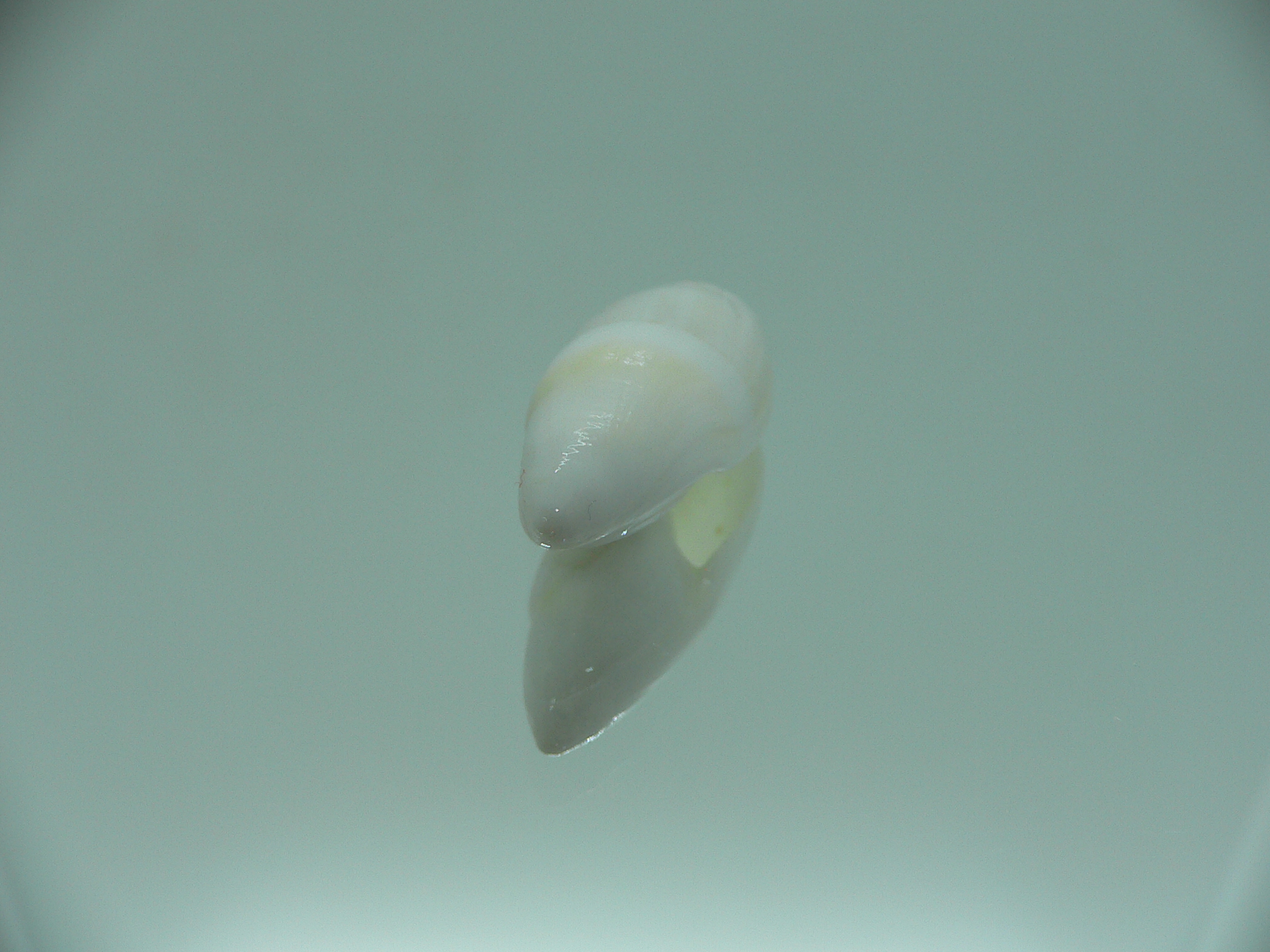 Amalda allaryi RARE ENDEMIC