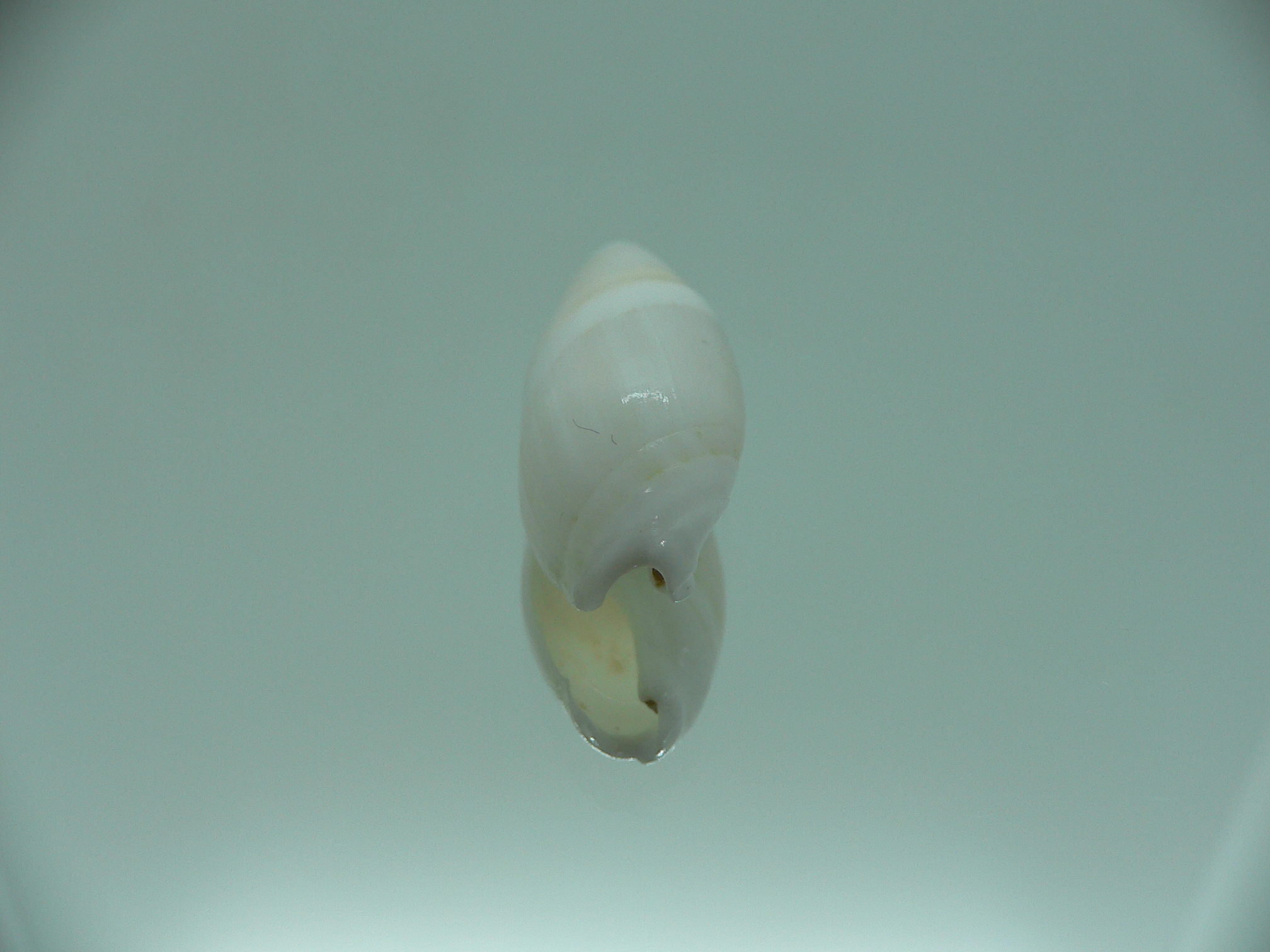 Amalda allaryi RARE ENDEMIC