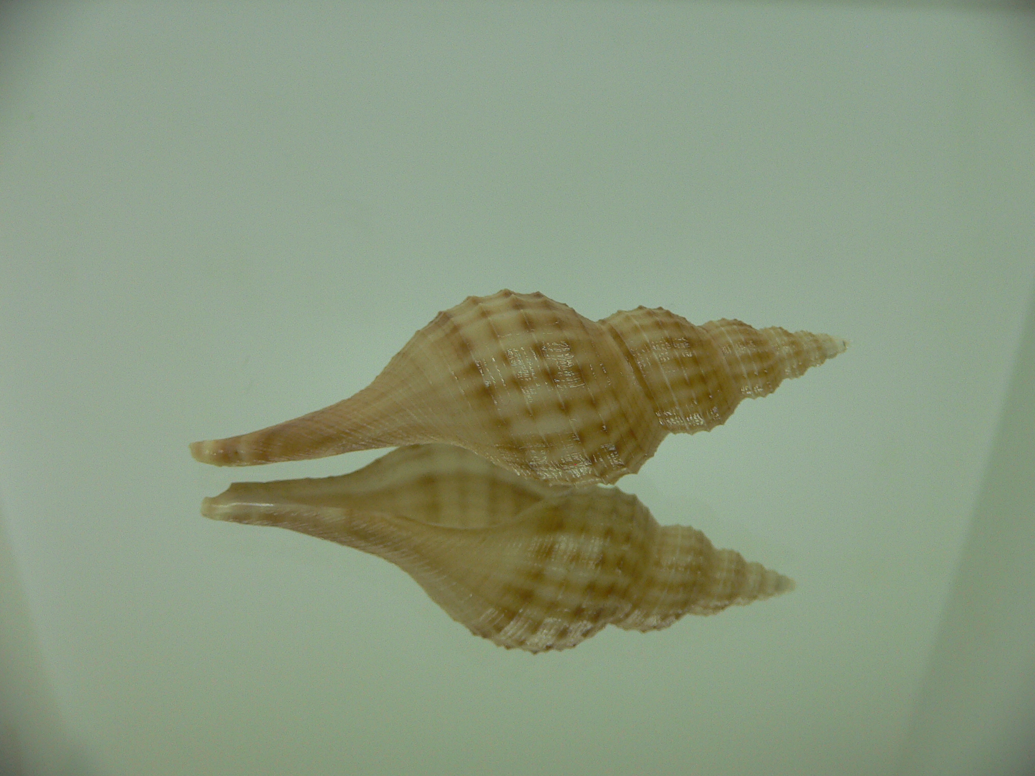 Granulifusus hayashii BIG