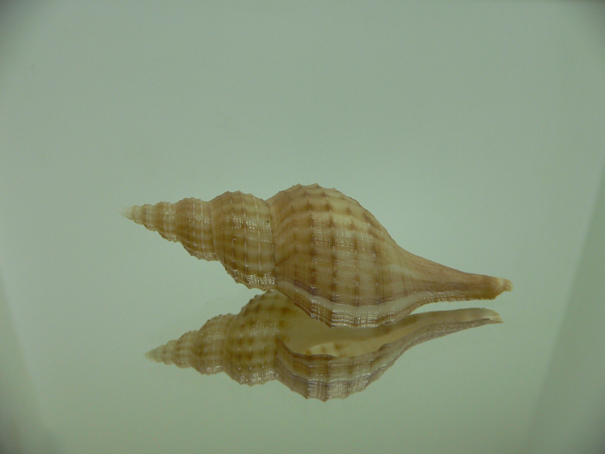 Granulifusus hayashii BIG