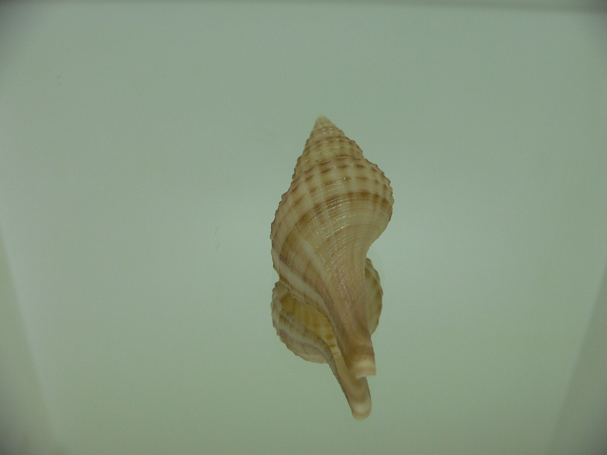 Granulifusus hayashii BIG