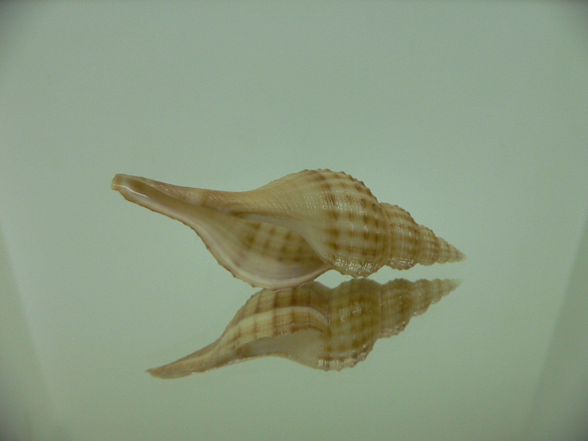 Granulifusus hayashii BIG