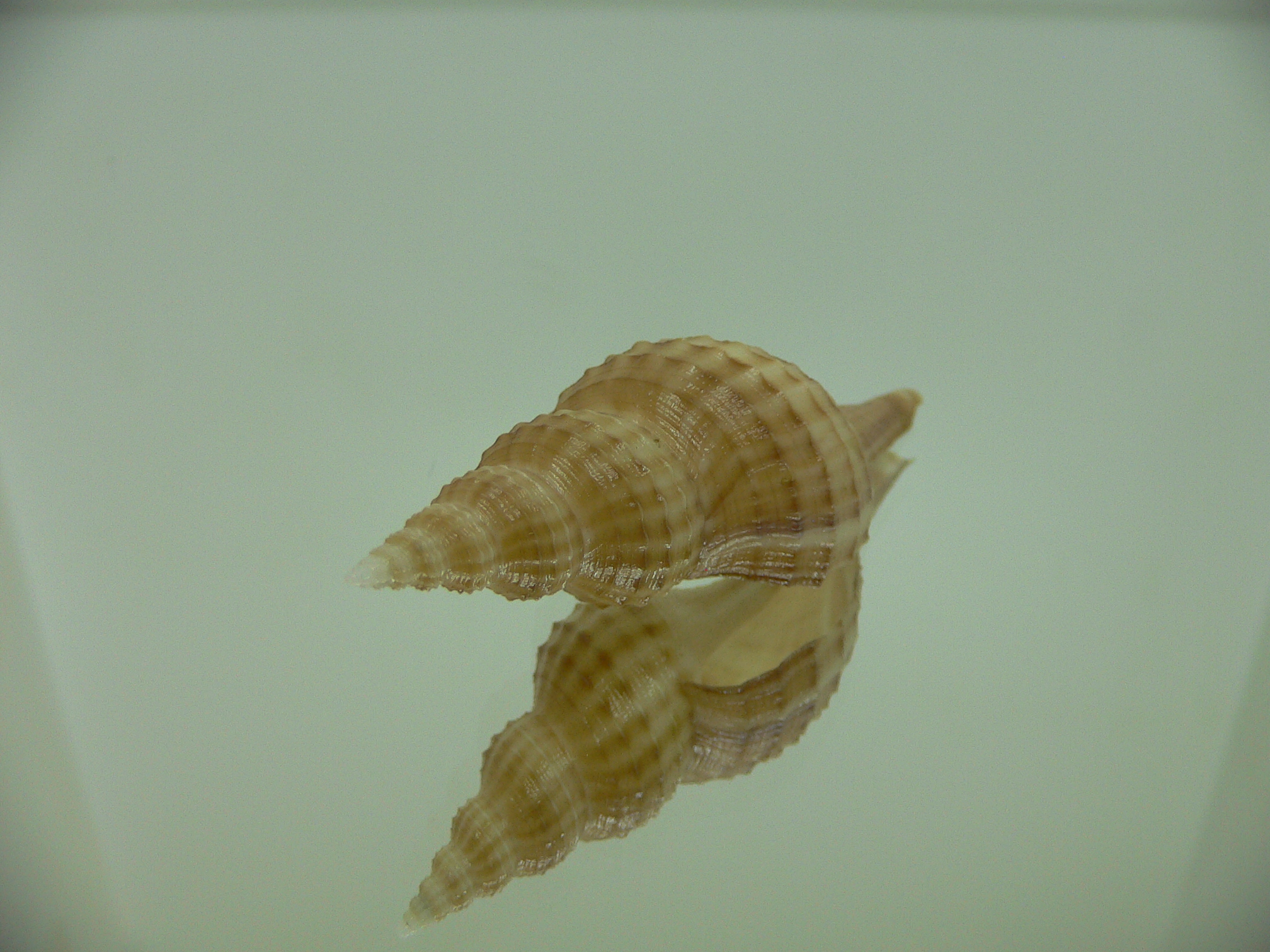 Granulifusus hayashii BIG