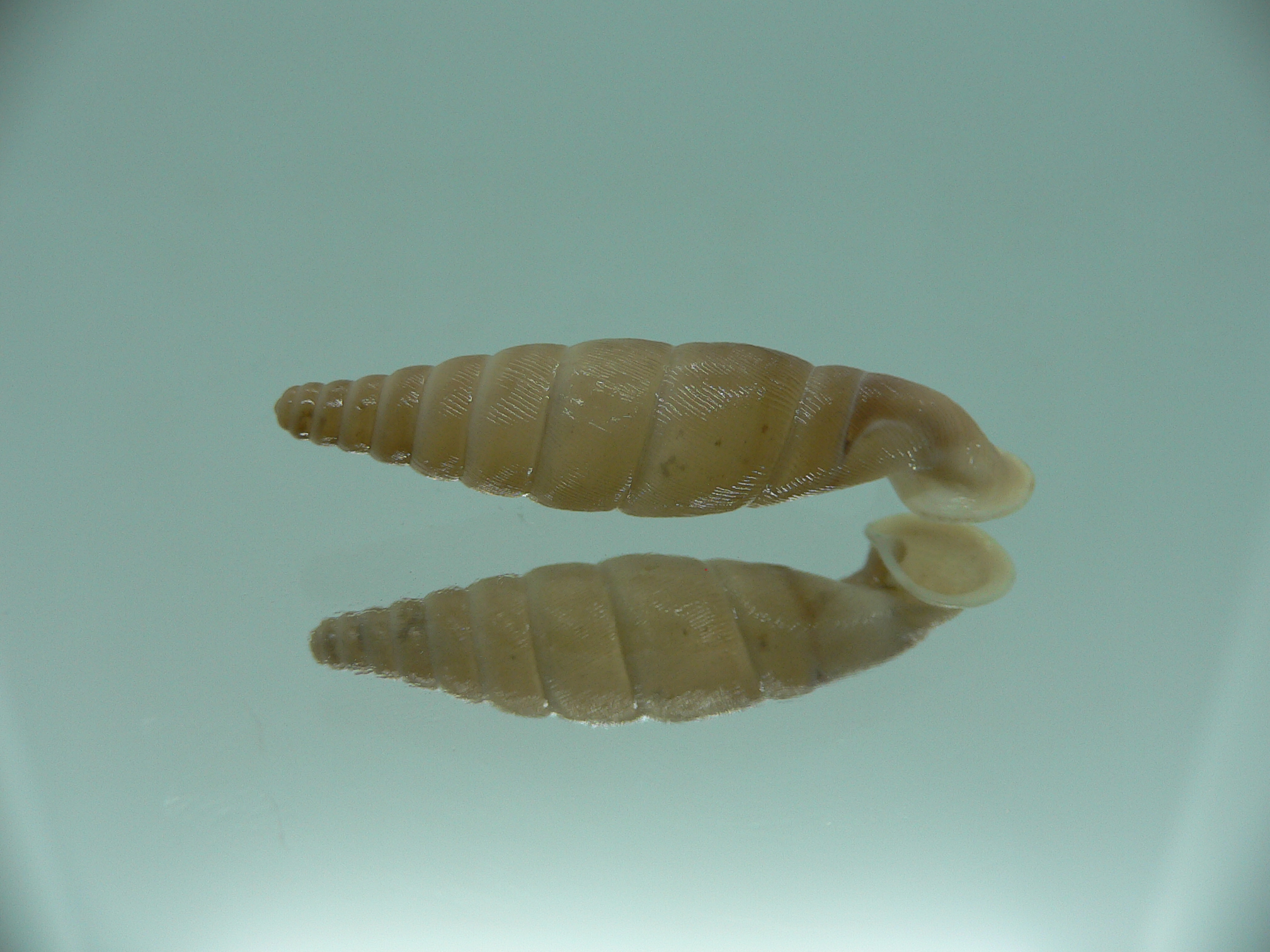 Grandinenia unicolor BIG 1