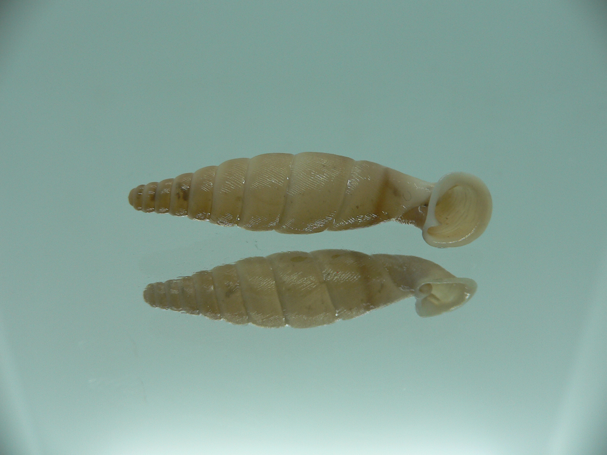 Grandinenia unicolor BIG 1