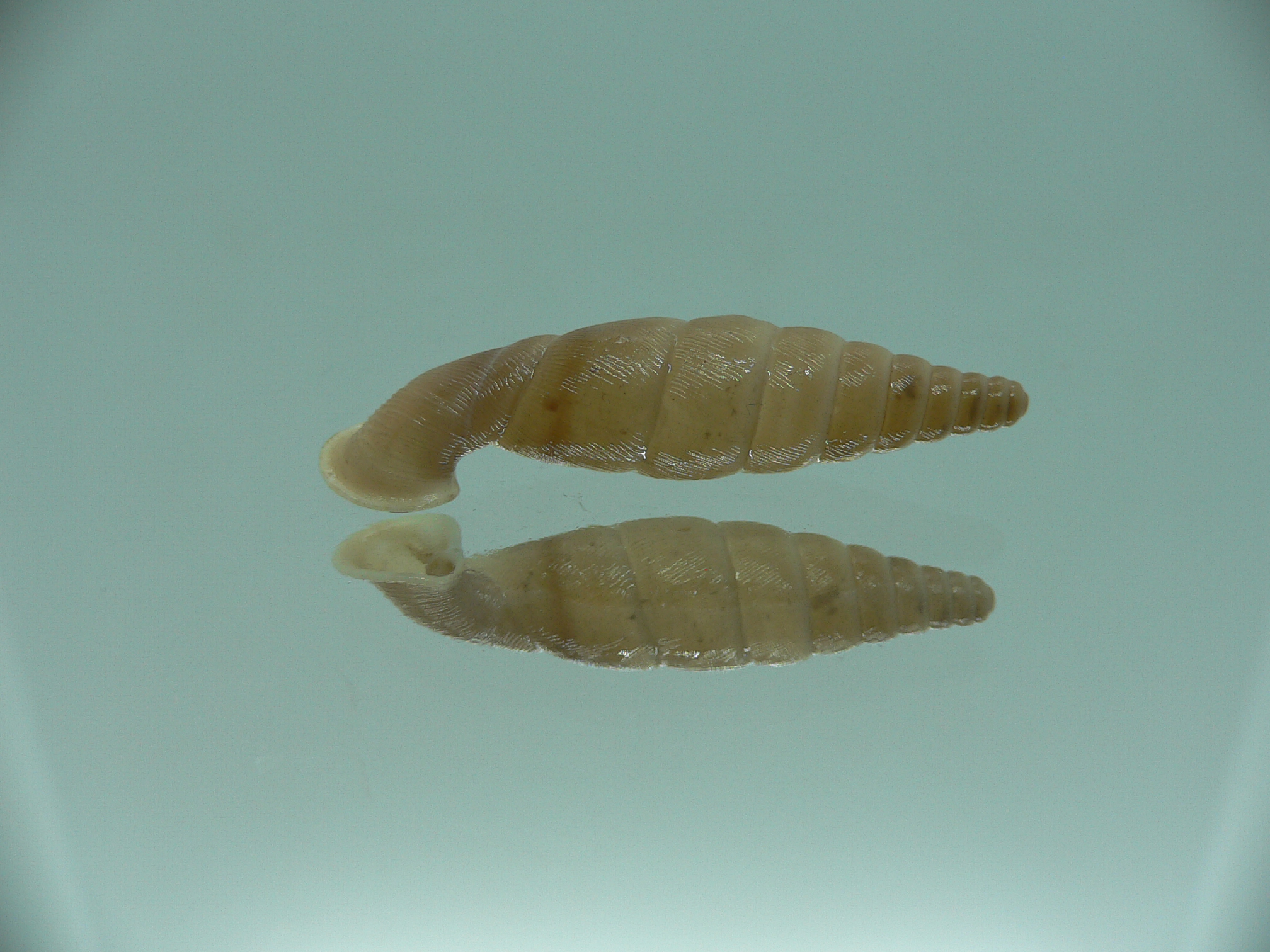 Grandinenia unicolor BIG 1