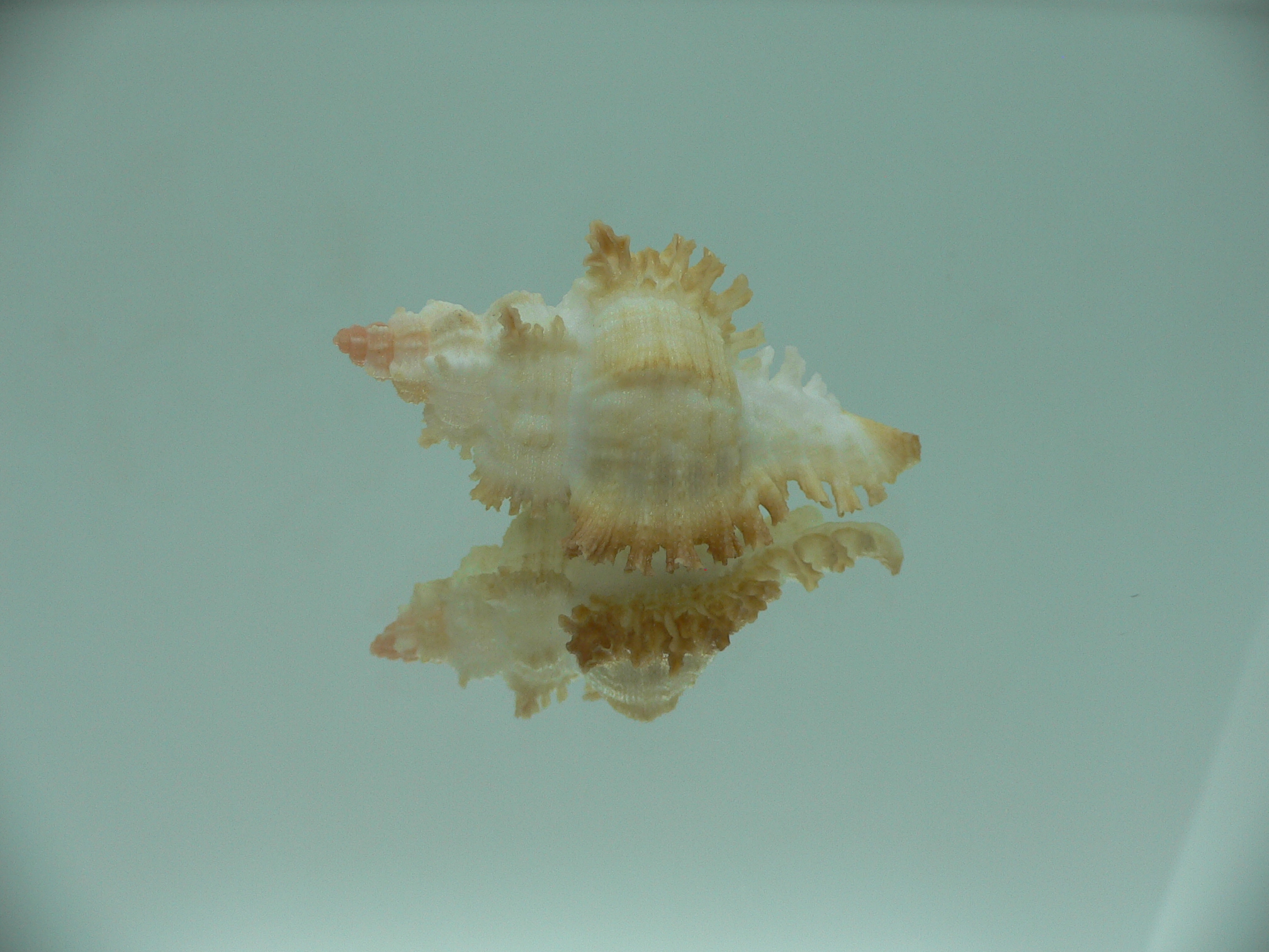 Chicoreus banksii LIGHT