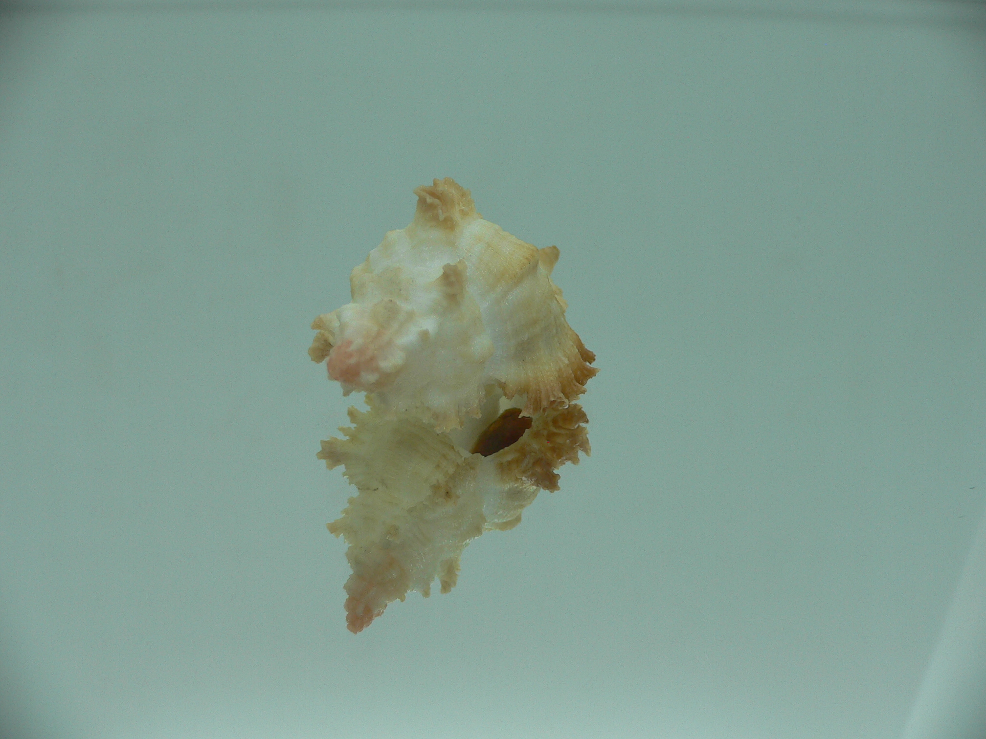 Chicoreus banksii LIGHT