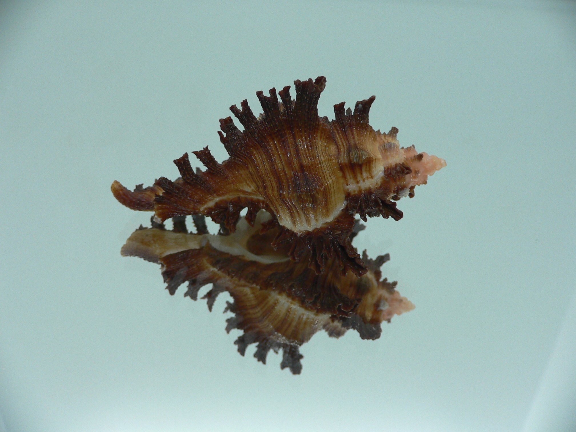 Chicoreus banksii LIGHT STRIP
