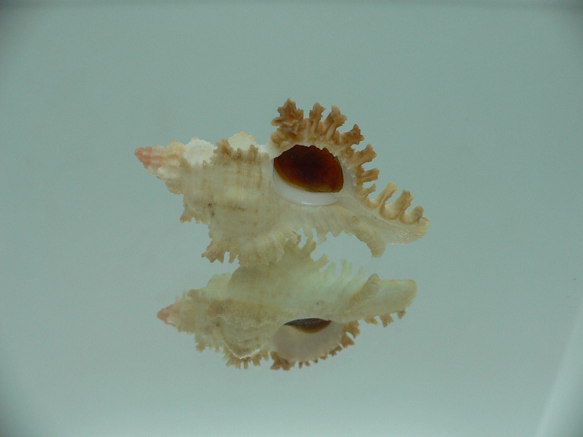 Chicoreus banksii LIGHT