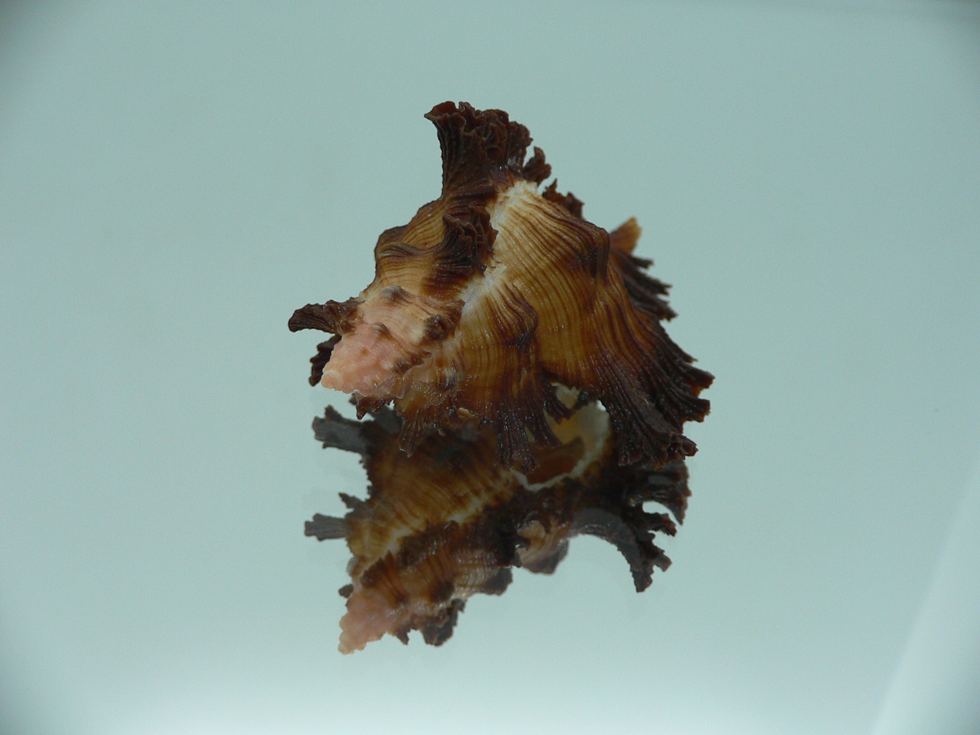 Chicoreus banksii LIGHT STRIP