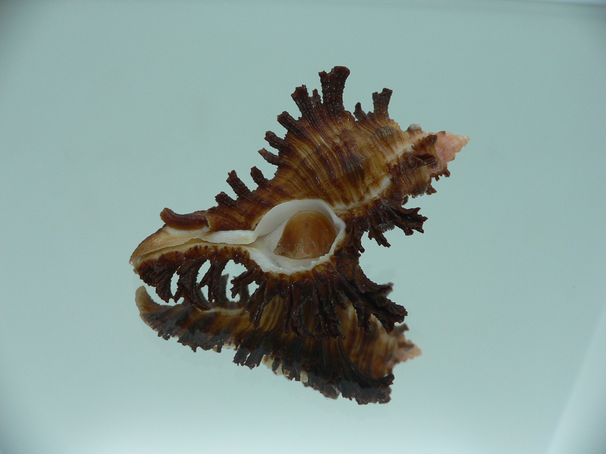 Chicoreus banksii LIGHT STRIP