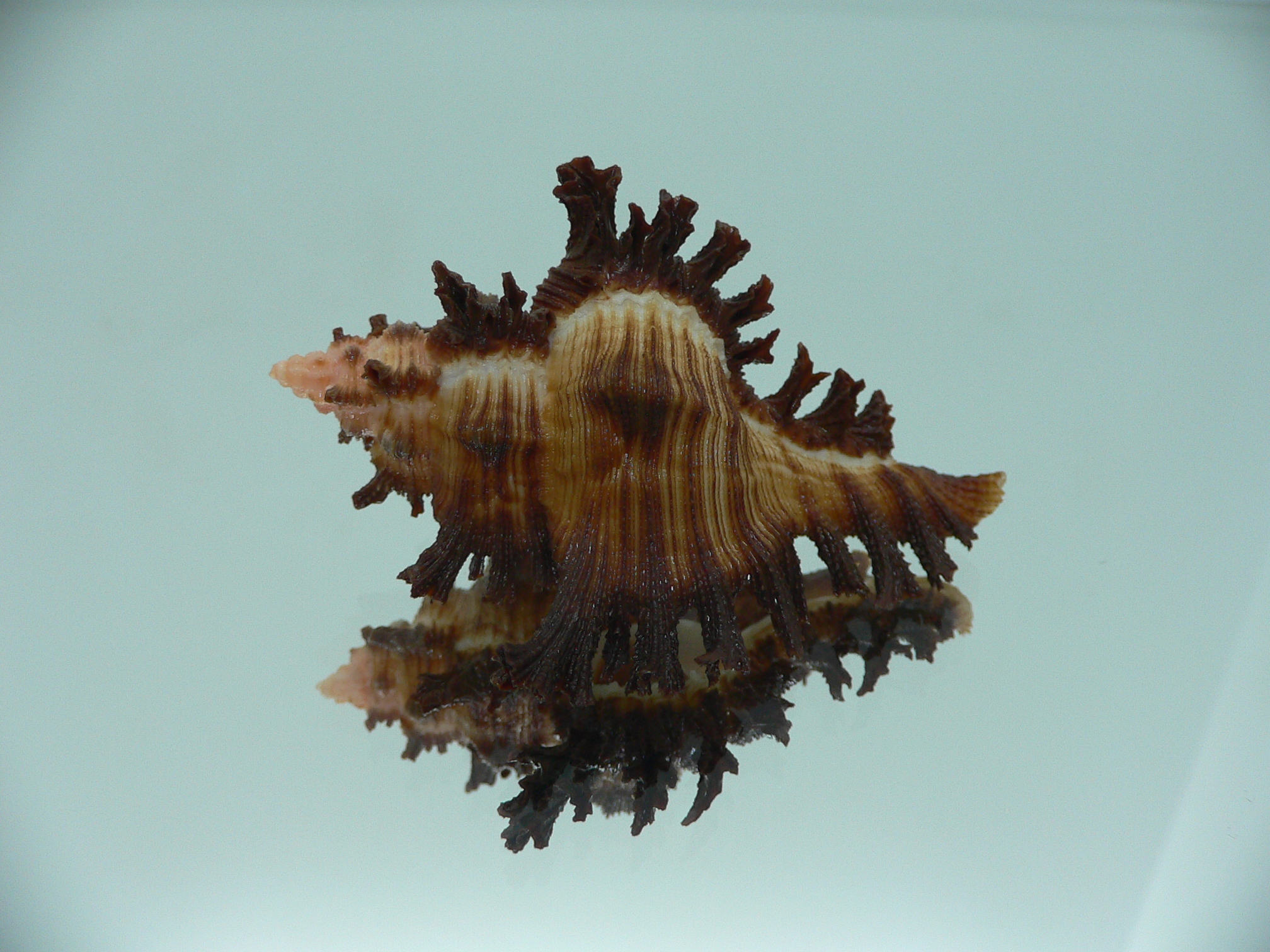 Chicoreus banksii LIGHT STRIP
