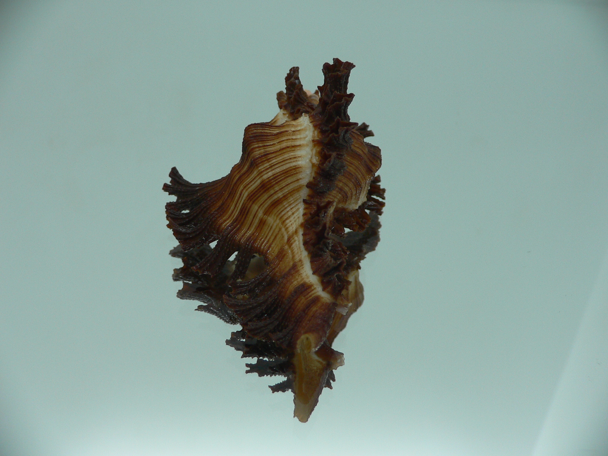 Chicoreus banksii LIGHT STRIP